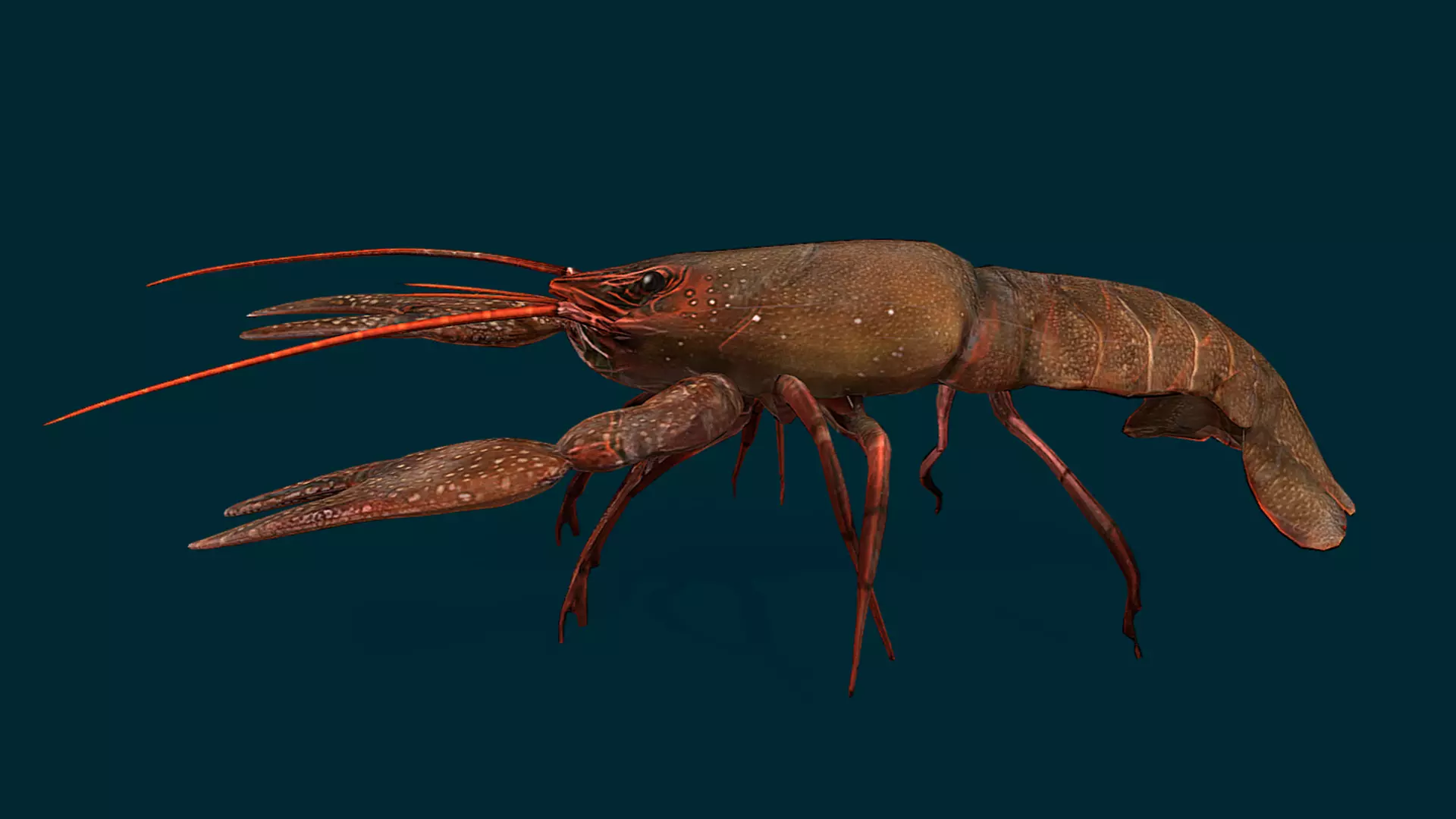 Ocean and River Fish Collection - Game Ready  Low-poly 3D model_32