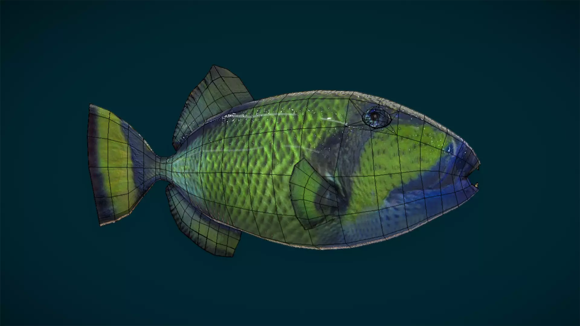Ocean and River Fish Collection - Game Ready  Low-poly 3D model_54