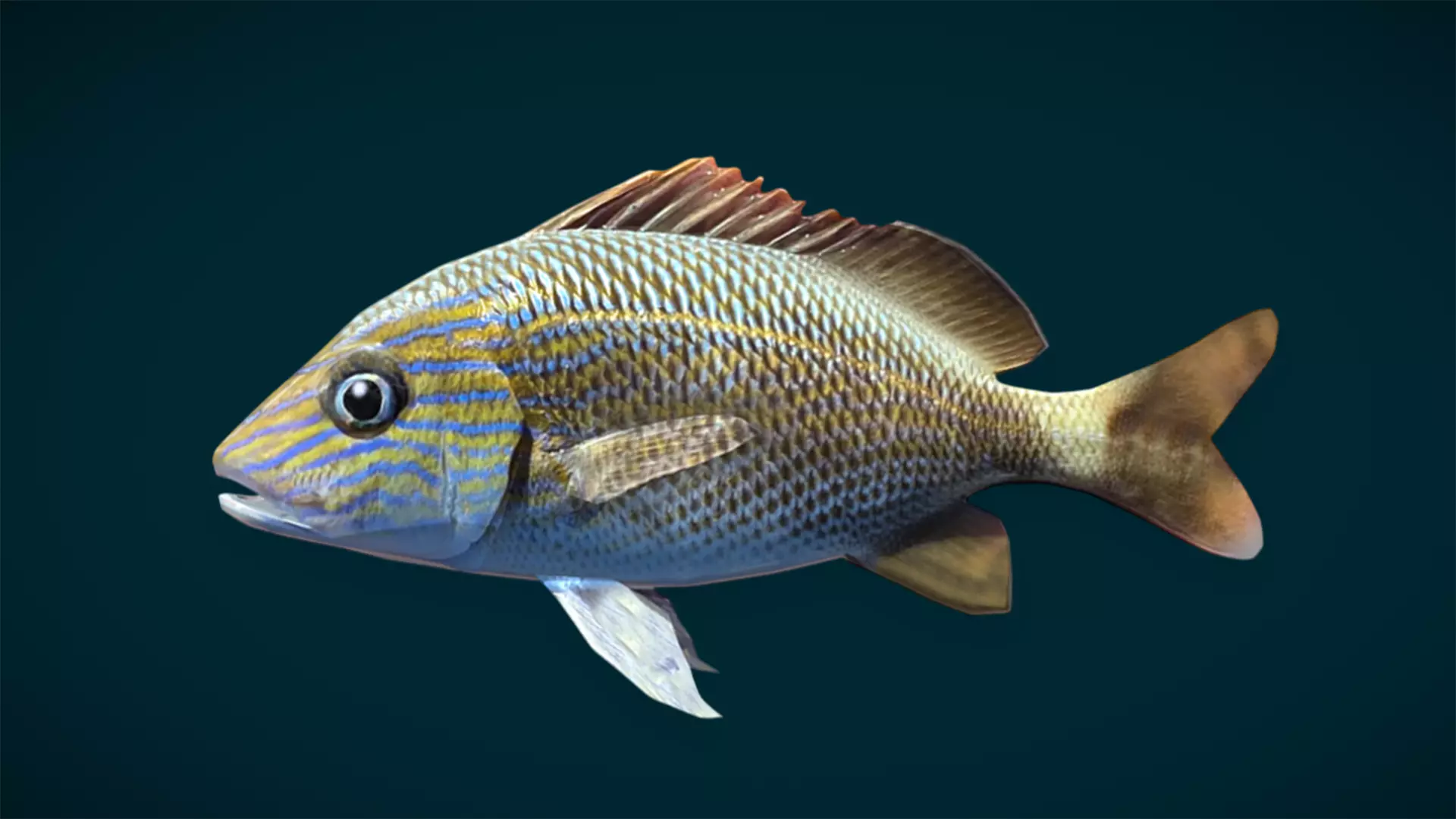 Ocean and River Fish Collection - Game Ready  Low-poly 3D model_49