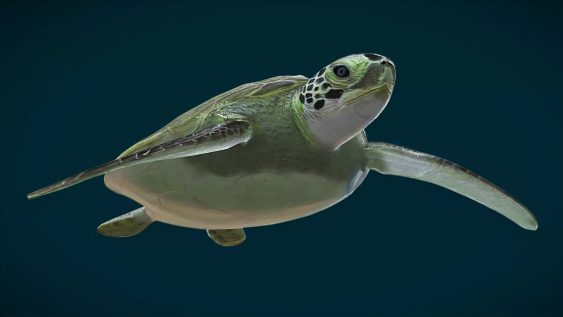 Ocean and River Fish Collection - Game Ready  Low-poly 3D model_39