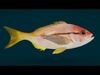 Ocean and River Fish Collection - Game Ready  Low-poly 3D model_3