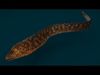 Ocean and River Fish Collection - Game Ready  Low-poly 3D model_4