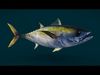 Ocean and River Fish Collection - Game Ready  Low-poly 3D model_1