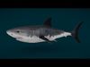 Ocean and River Fish Collection - Game Ready  Low-poly 3D model_5