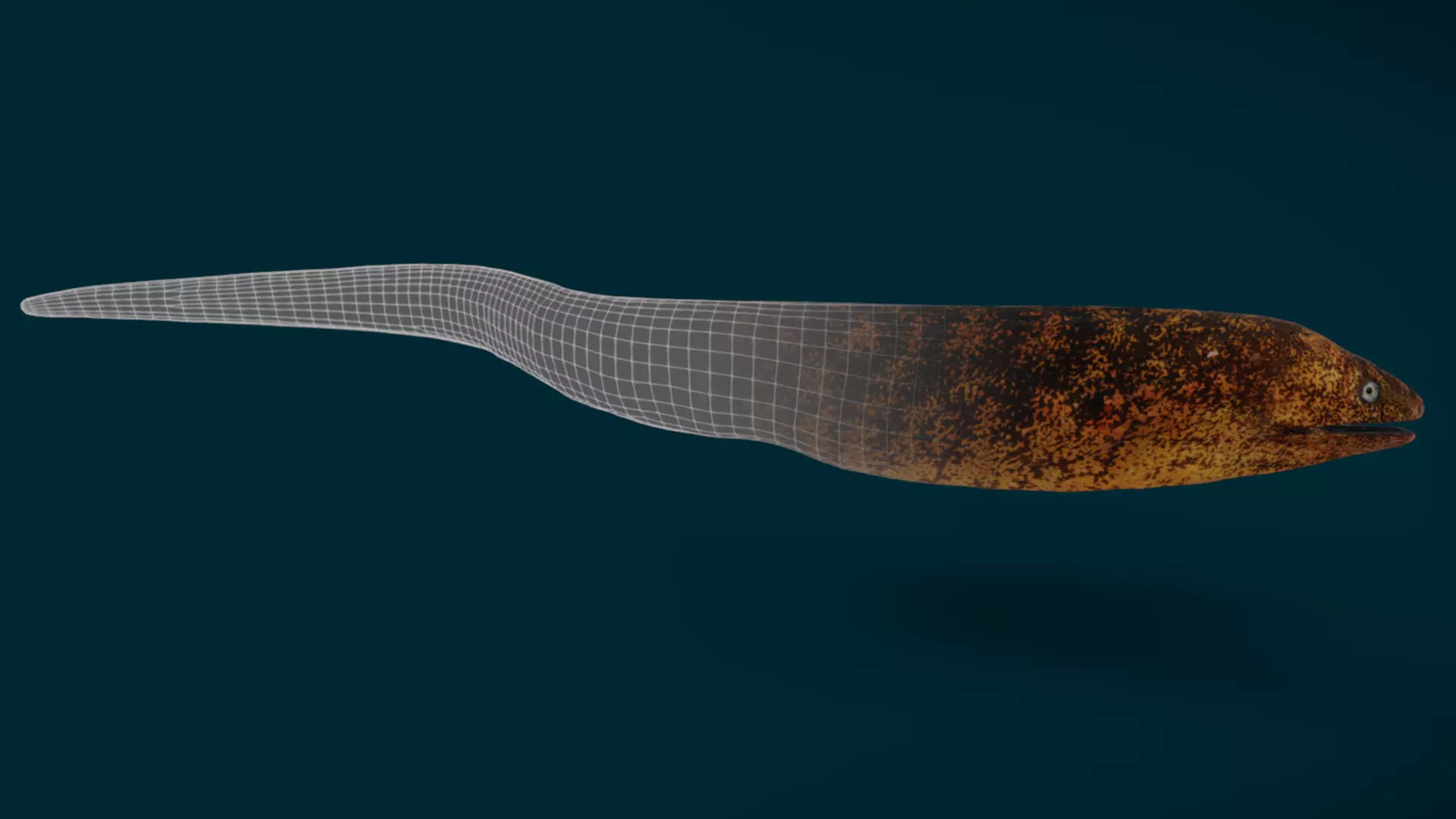 Ocean and River Fish Collection - Game Ready  Low-poly 3D model_22