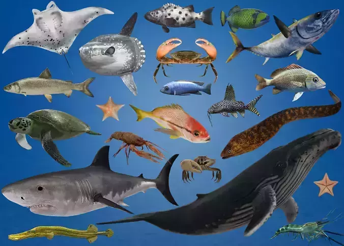 Ocean and River Fish Collection - Game Ready  Low-poly 3D model
