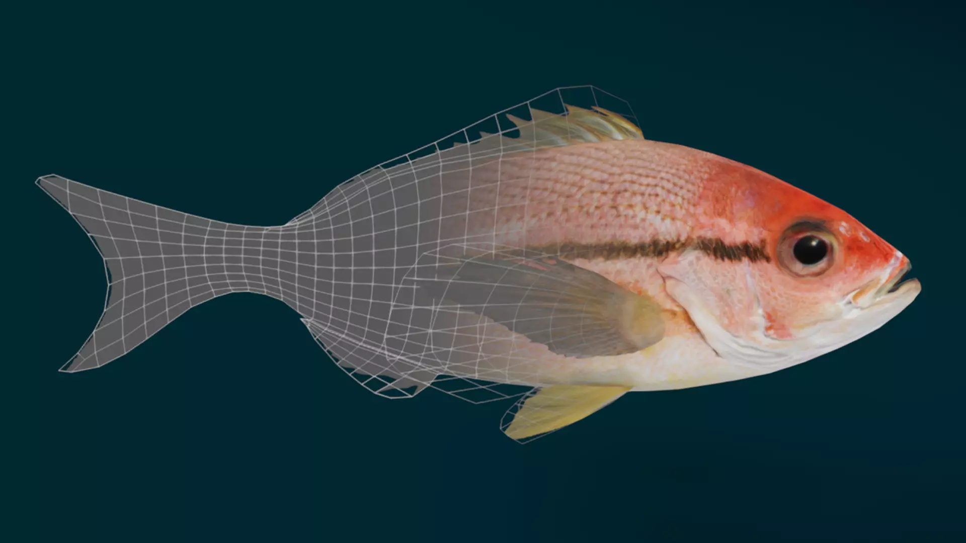 Ocean and River Fish Collection - Game Ready  Low-poly 3D model_19