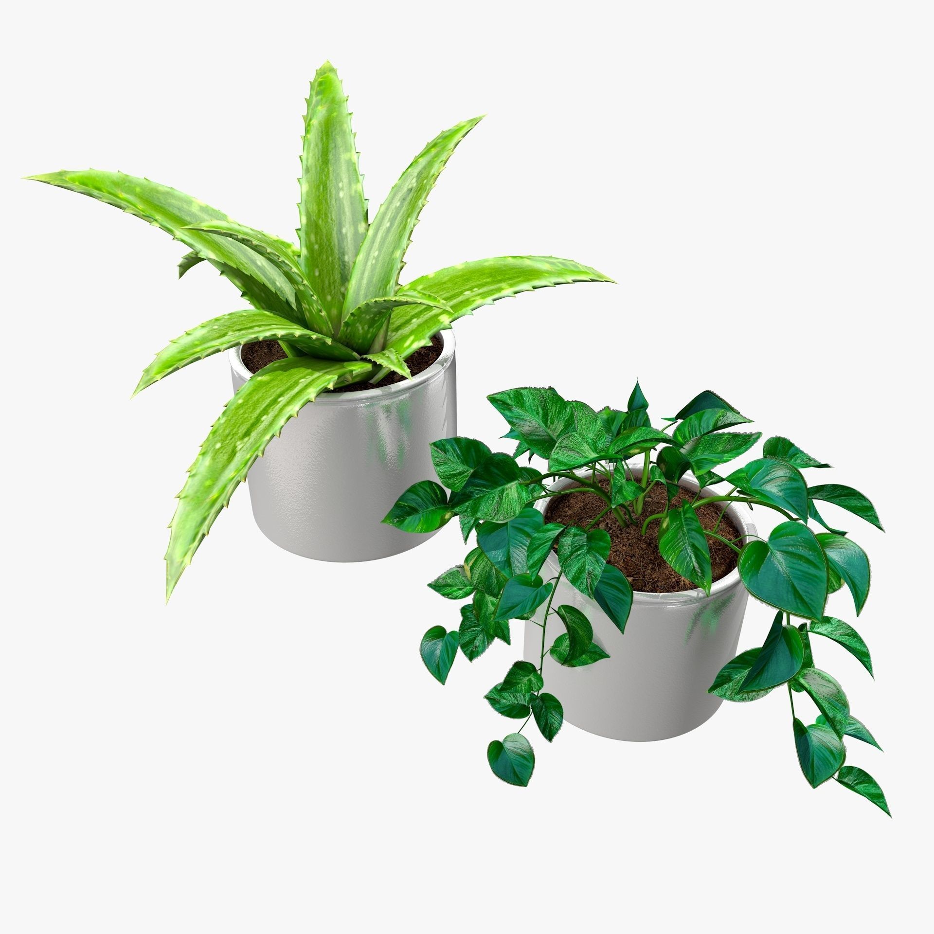 Interior Plants Aloe Vera Pothos Money Plant Pot Low-poly 3D model_13