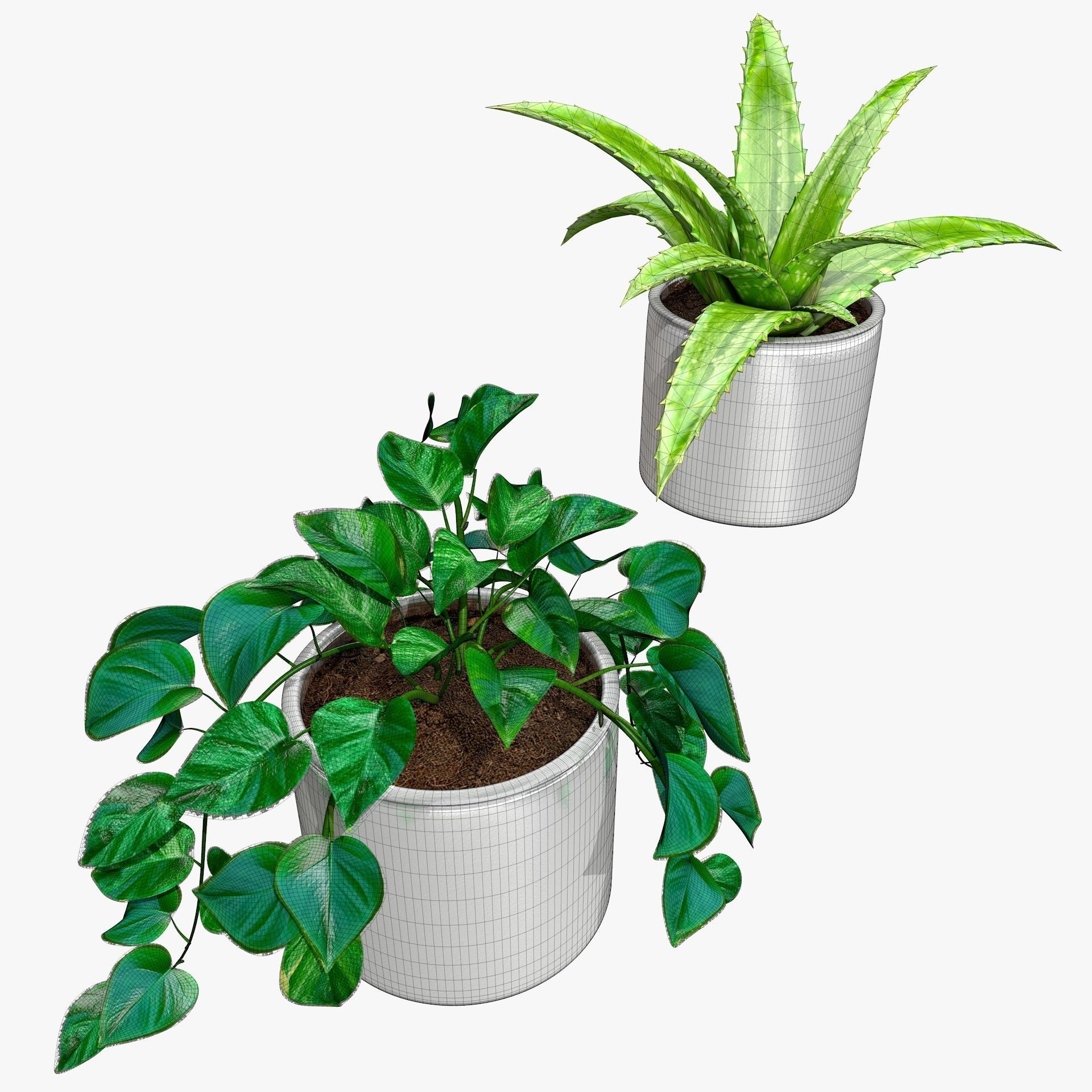 Interior Plants Aloe Vera Pothos Money Plant Pot Low-poly 3D model_17