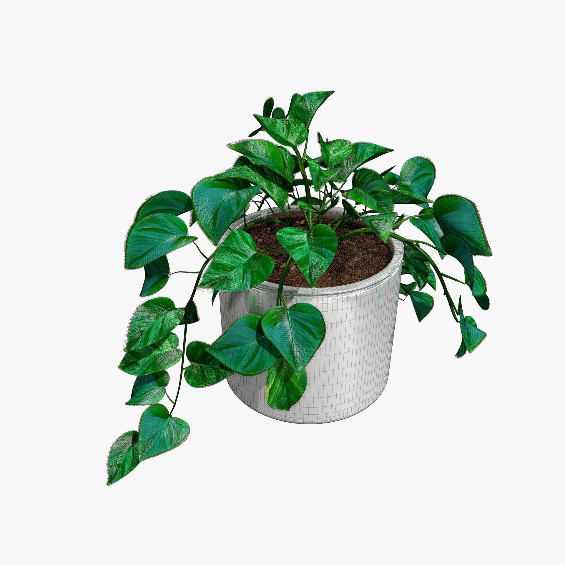 Interior Plants Aloe Vera Pothos Money Plant Pot Low-poly 3D model_2