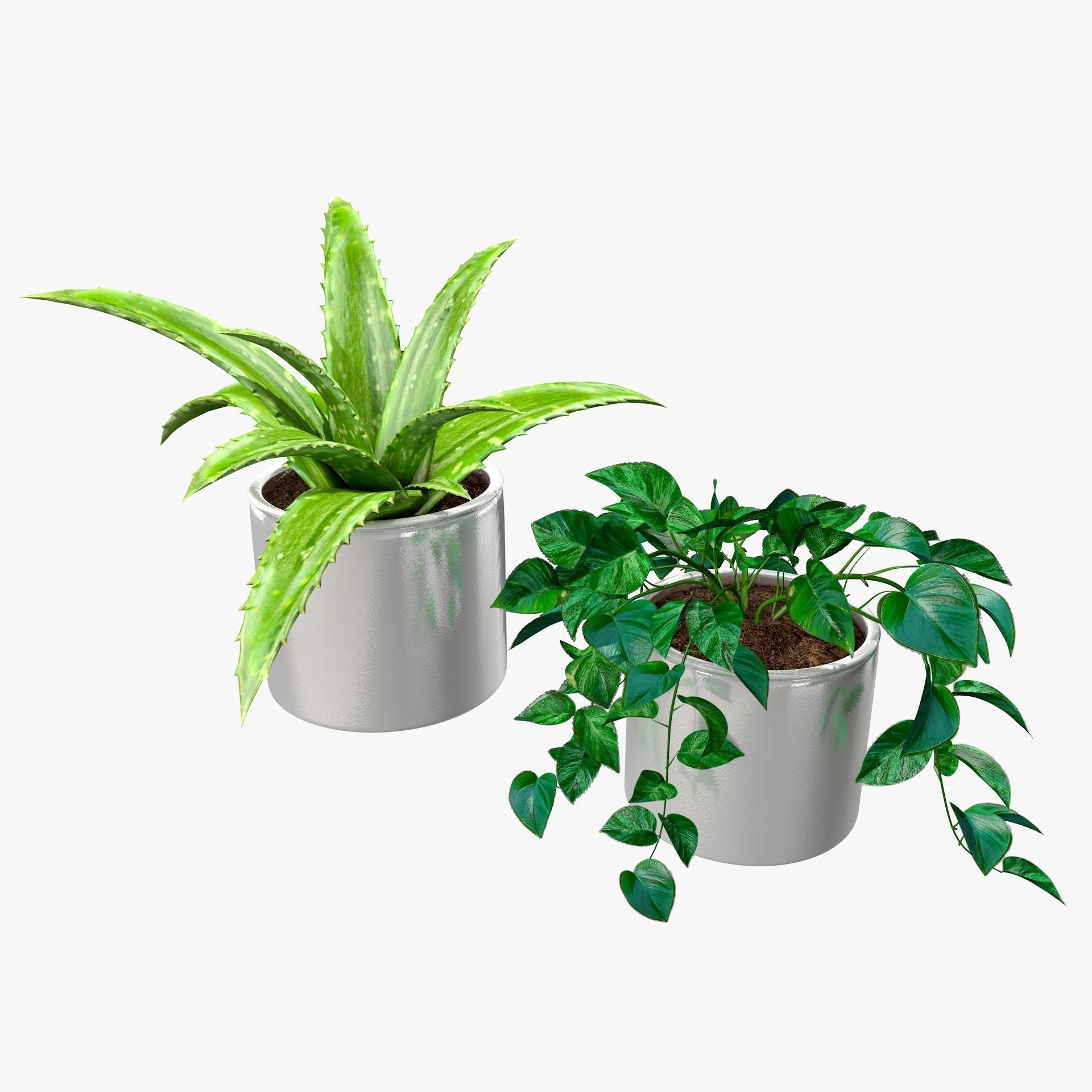Interior Plants Aloe Vera Pothos Money Plant Pot Low-poly 3D model_7