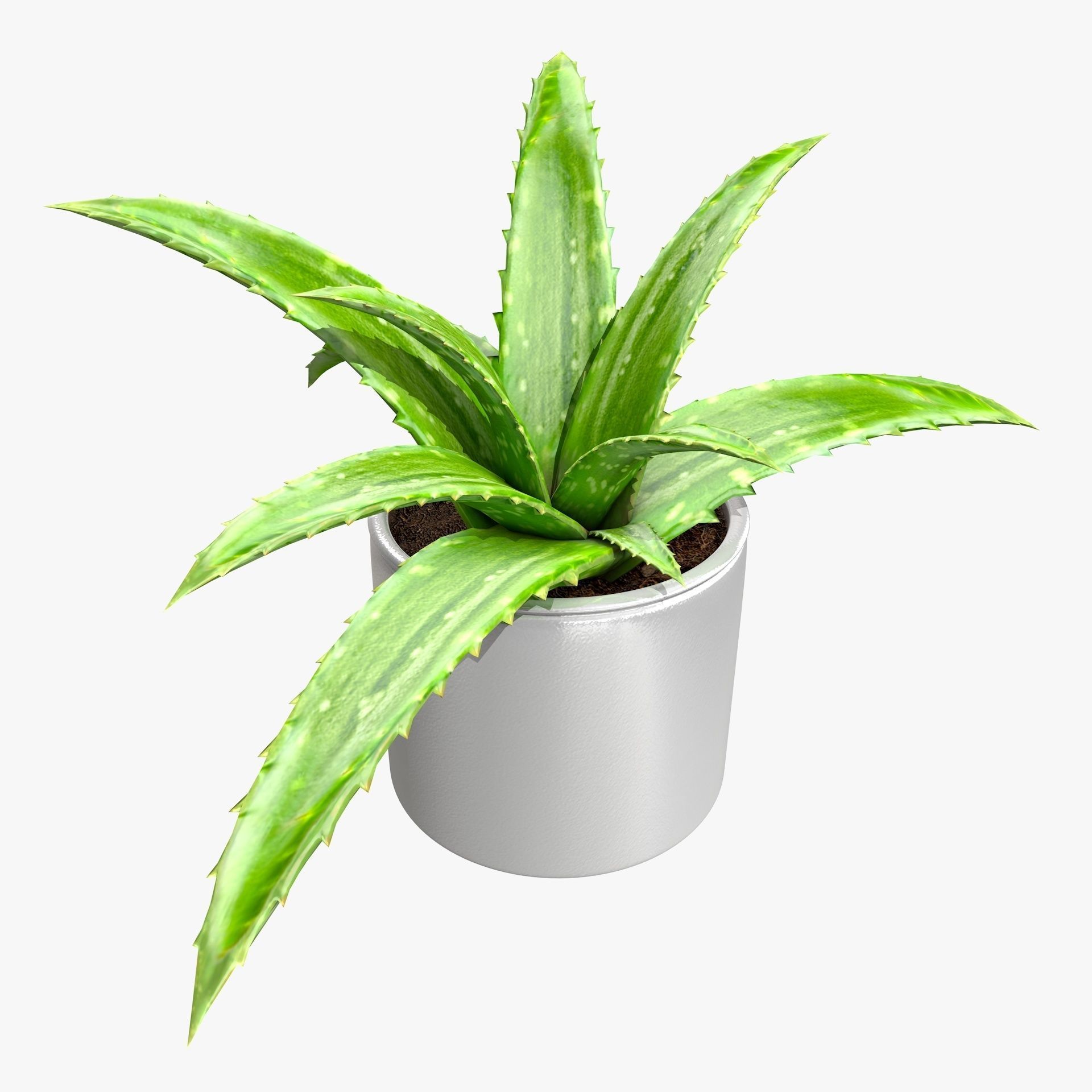 Interior Plants Aloe Vera Pothos Money Plant Pot Low-poly 3D model_8