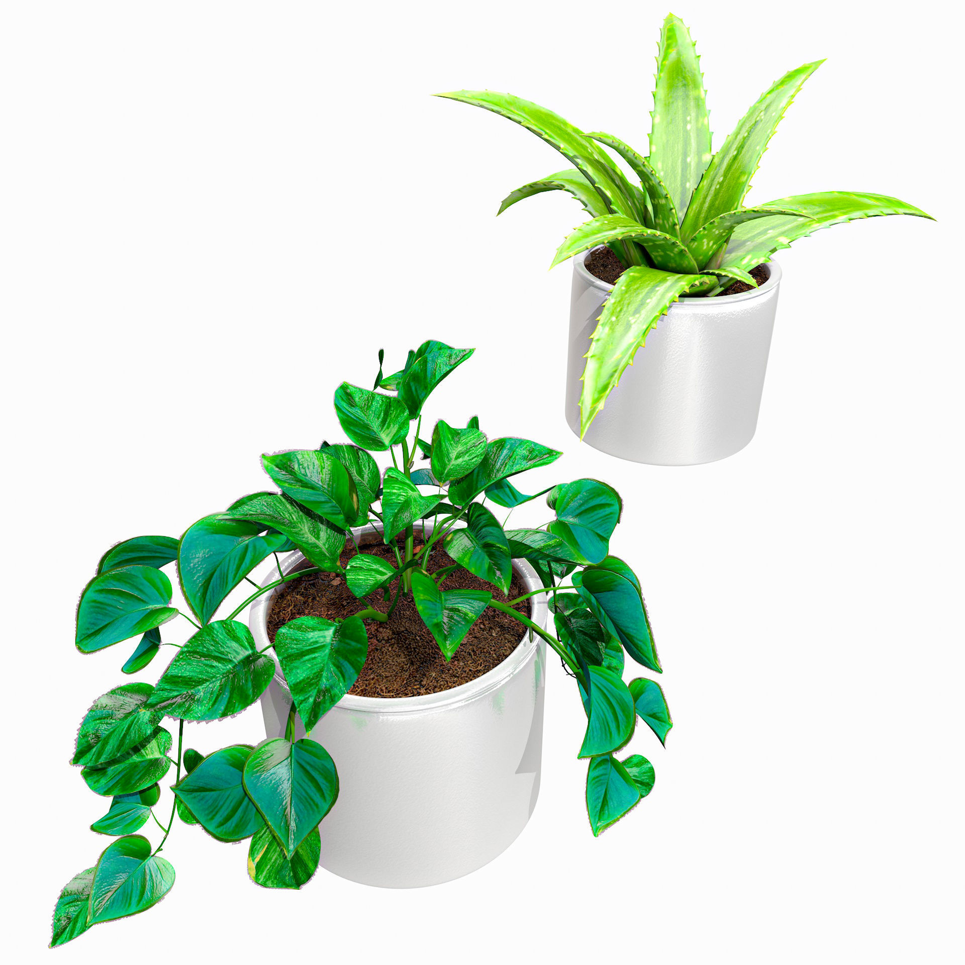 Interior Plants Aloe Vera Pothos Money Plant Pot Low-poly 3D model_16