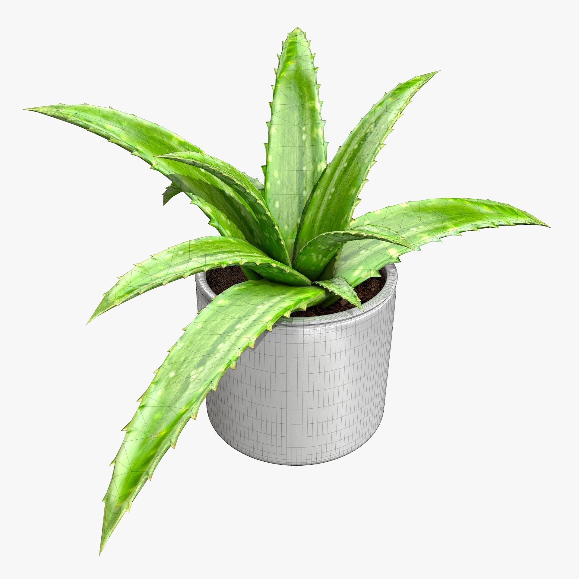 Interior Plants Aloe Vera Pothos Money Plant Pot Low-poly 3D model_9