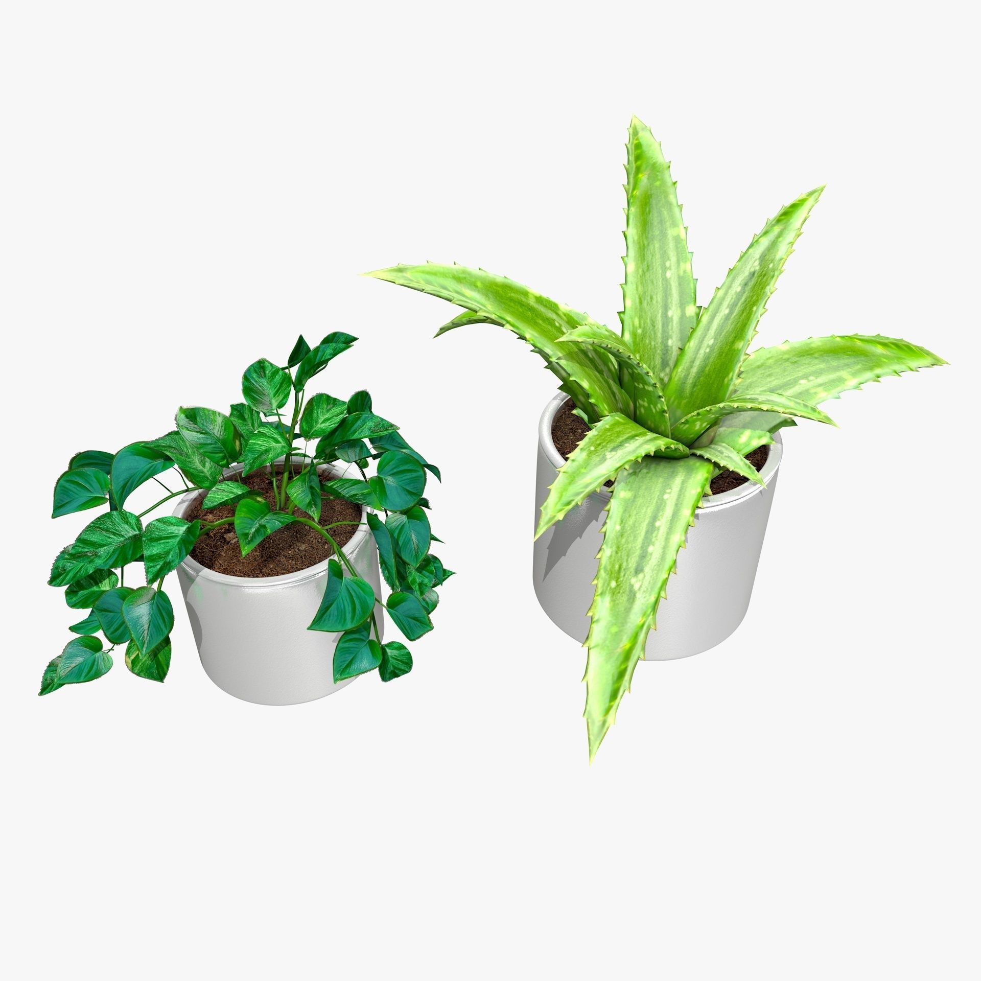 Interior Plants Aloe Vera Pothos Money Plant Pot Low-poly 3D model_6