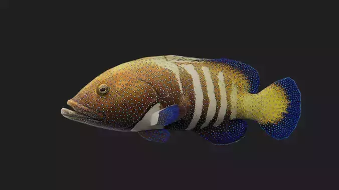 Fish Grouper Low-poly 3D model