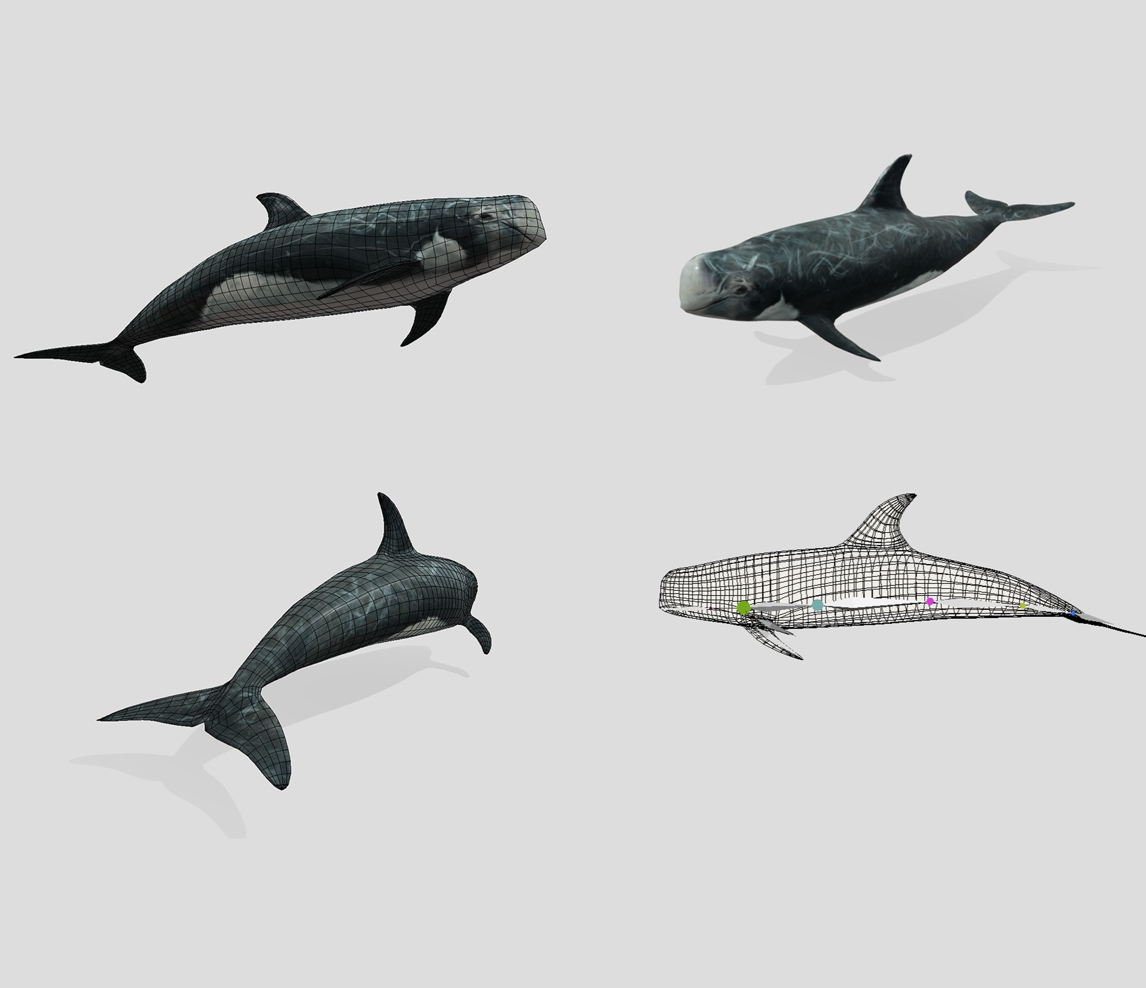 Big Fish Collection Animated - Game Ready Low-poly 3D model_19