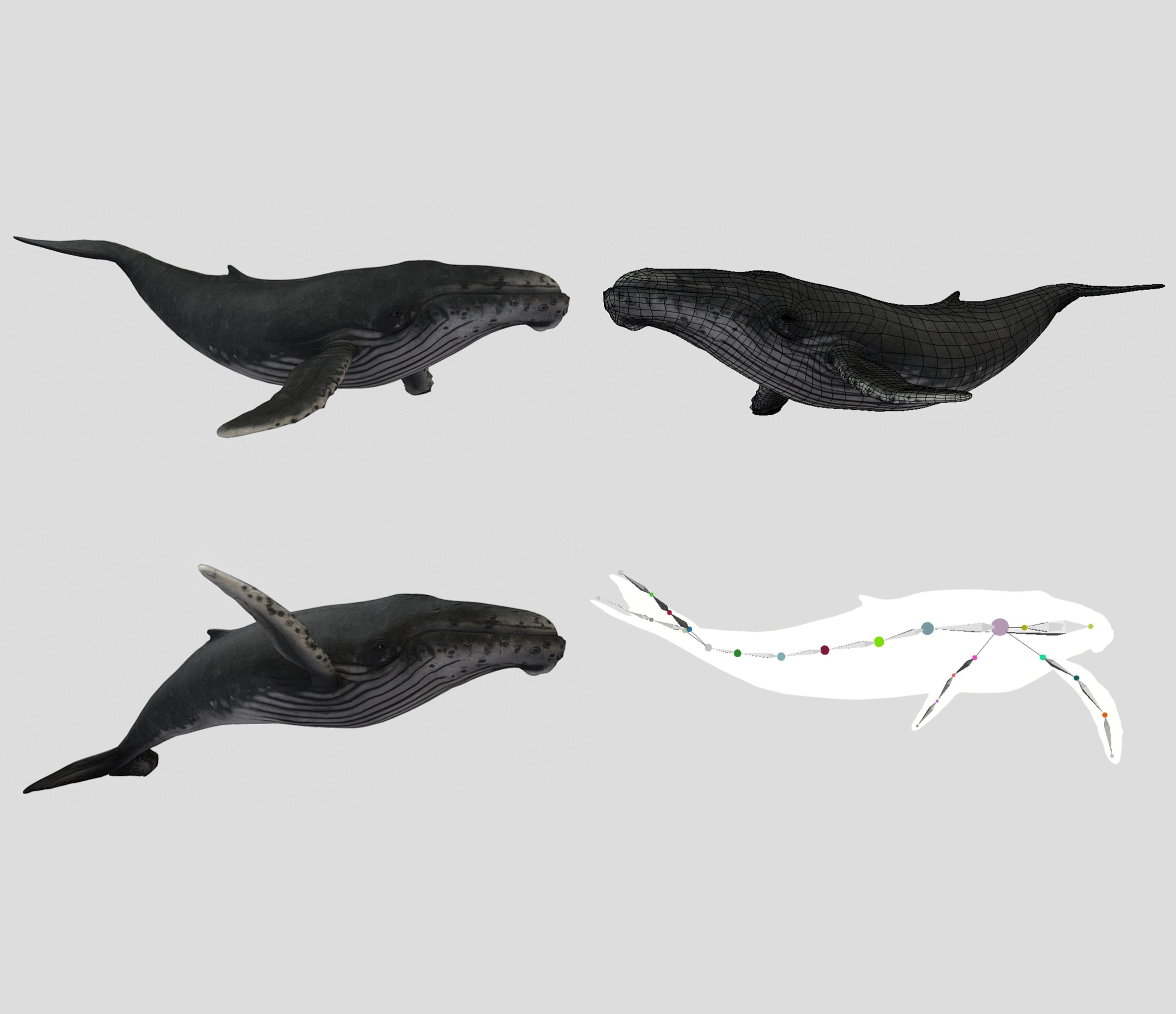 Big Fish Collection Animated - Game Ready Low-poly 3D model_8