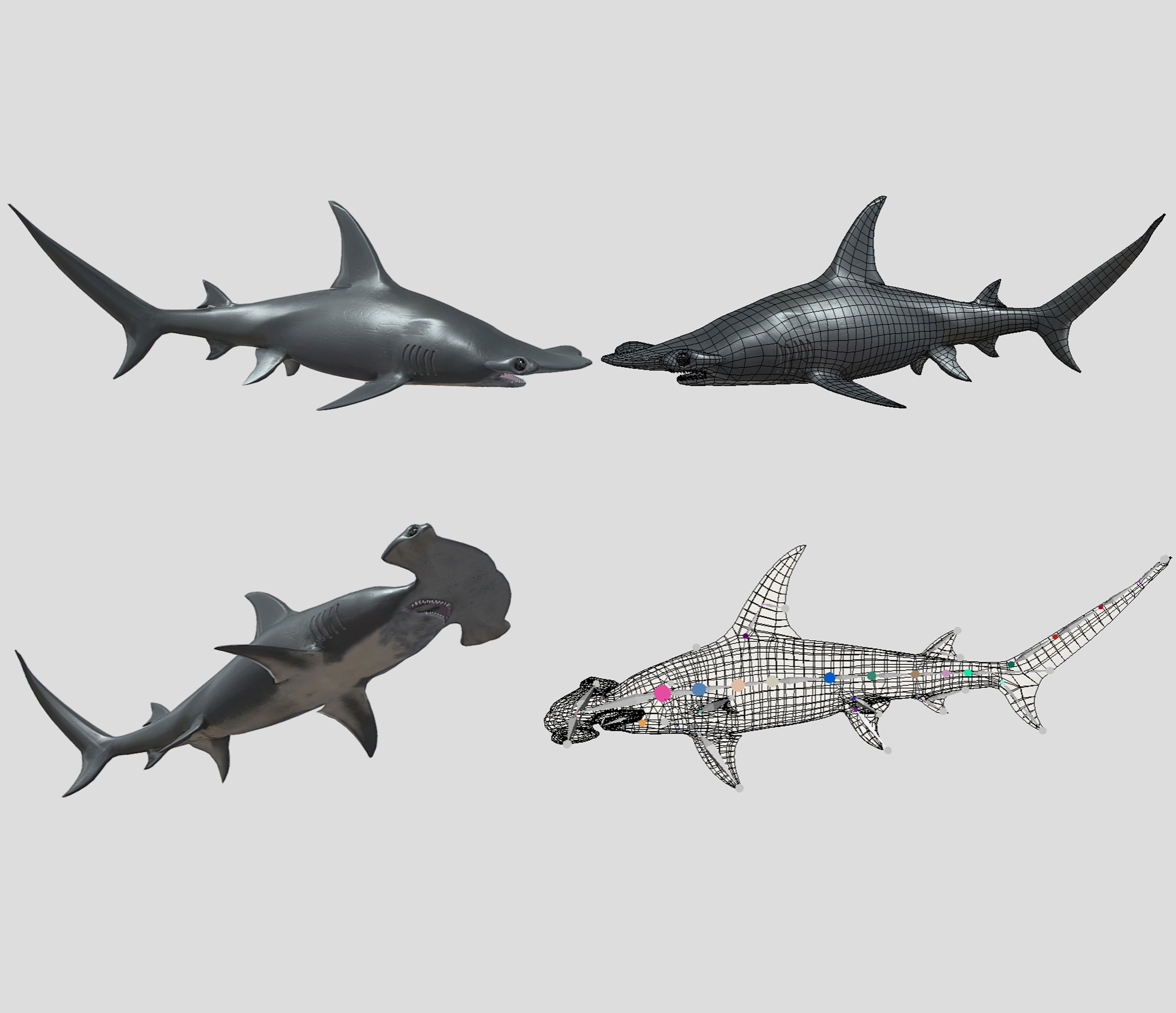 Big Fish Collection Animated - Game Ready Low-poly 3D model_11