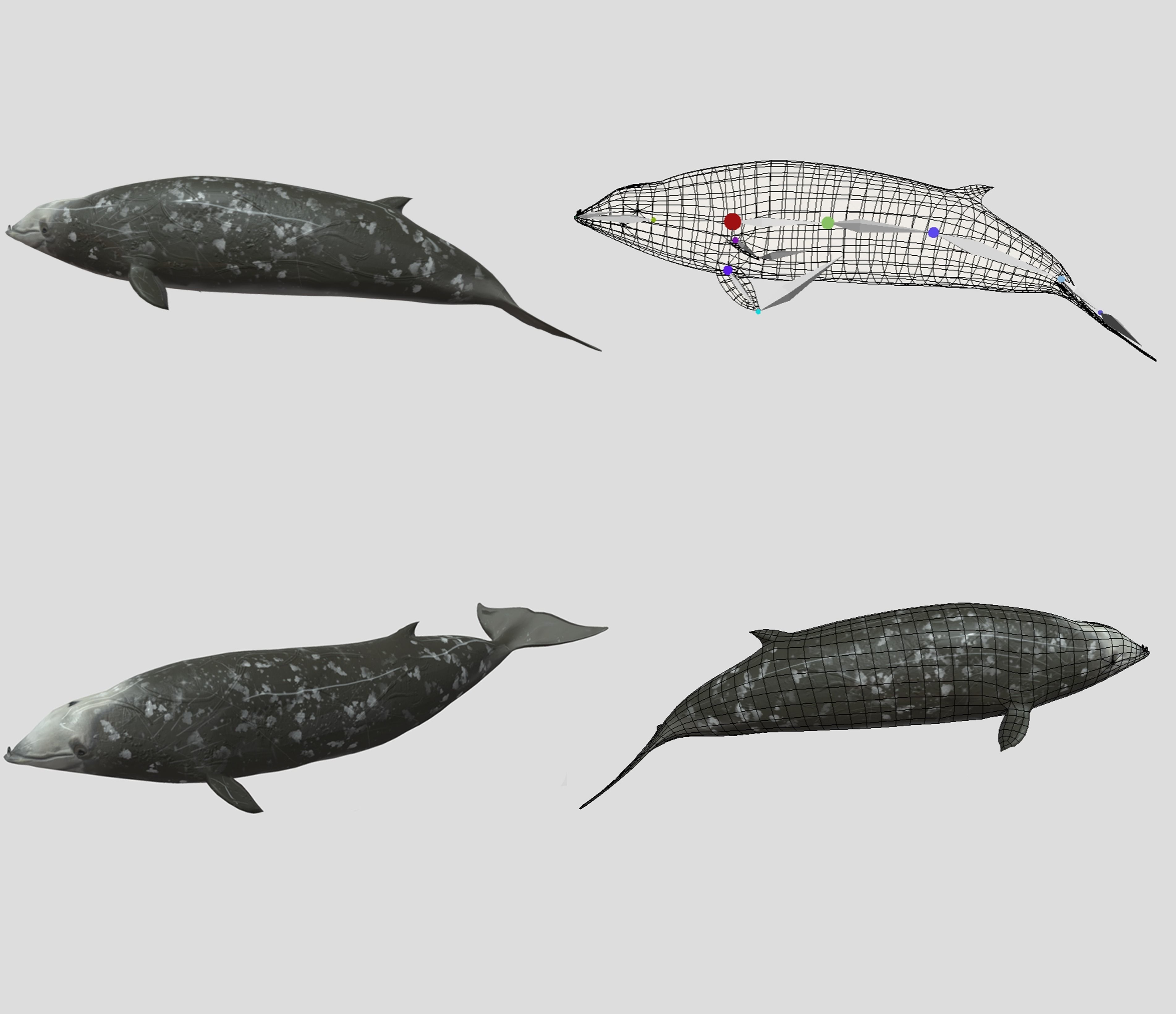 Big Fish Collection Animated - Game Ready Low-poly 3D model_12