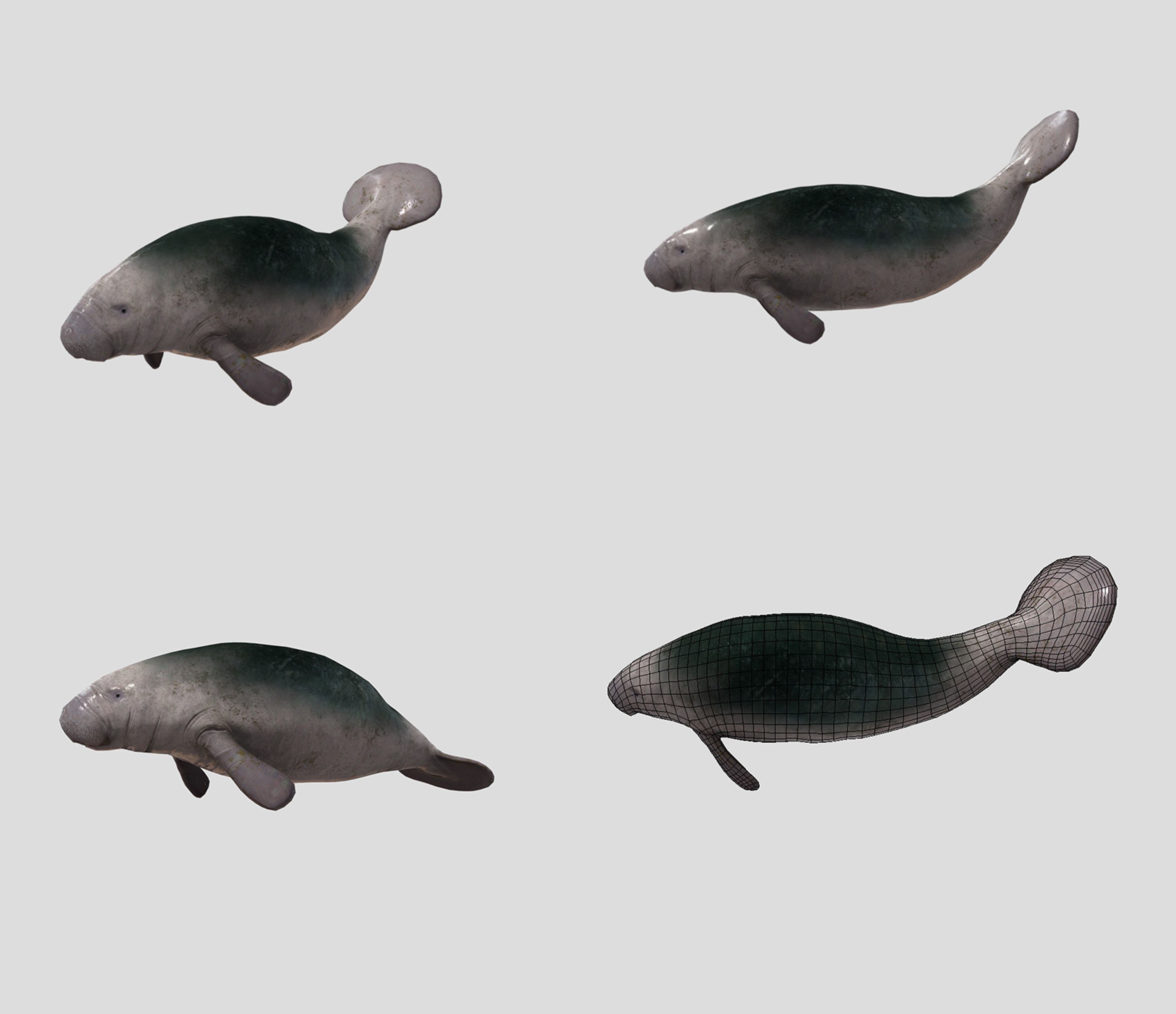 Big Fish Collection Animated - Game Ready Low-poly 3D model_14