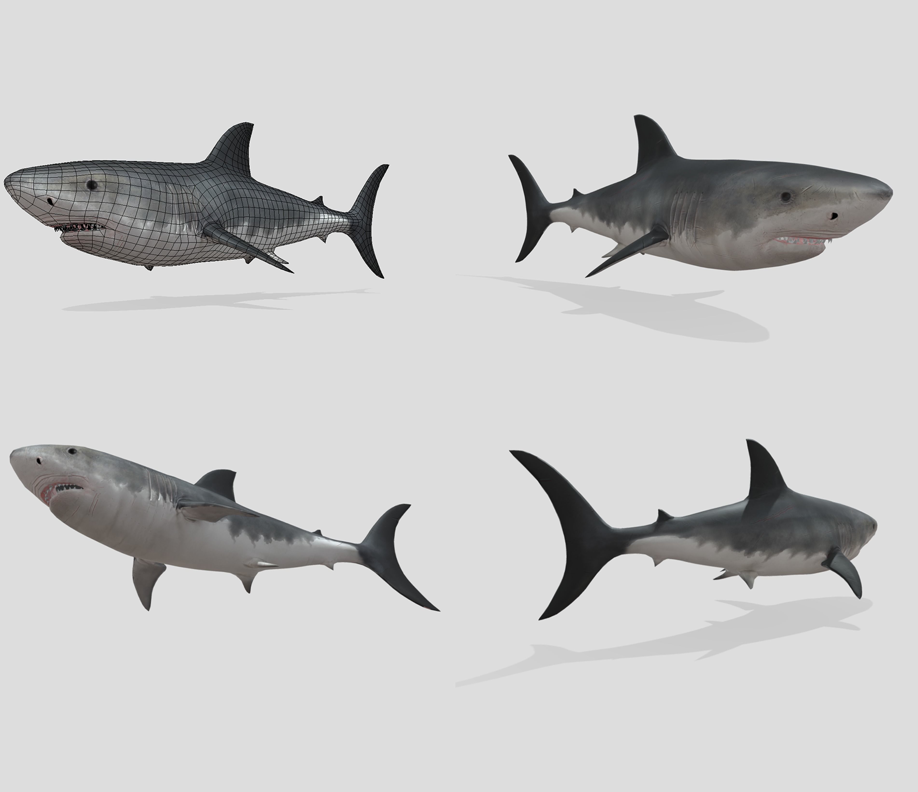 Big Fish Collection Animated - Game Ready Low-poly 3D model_10