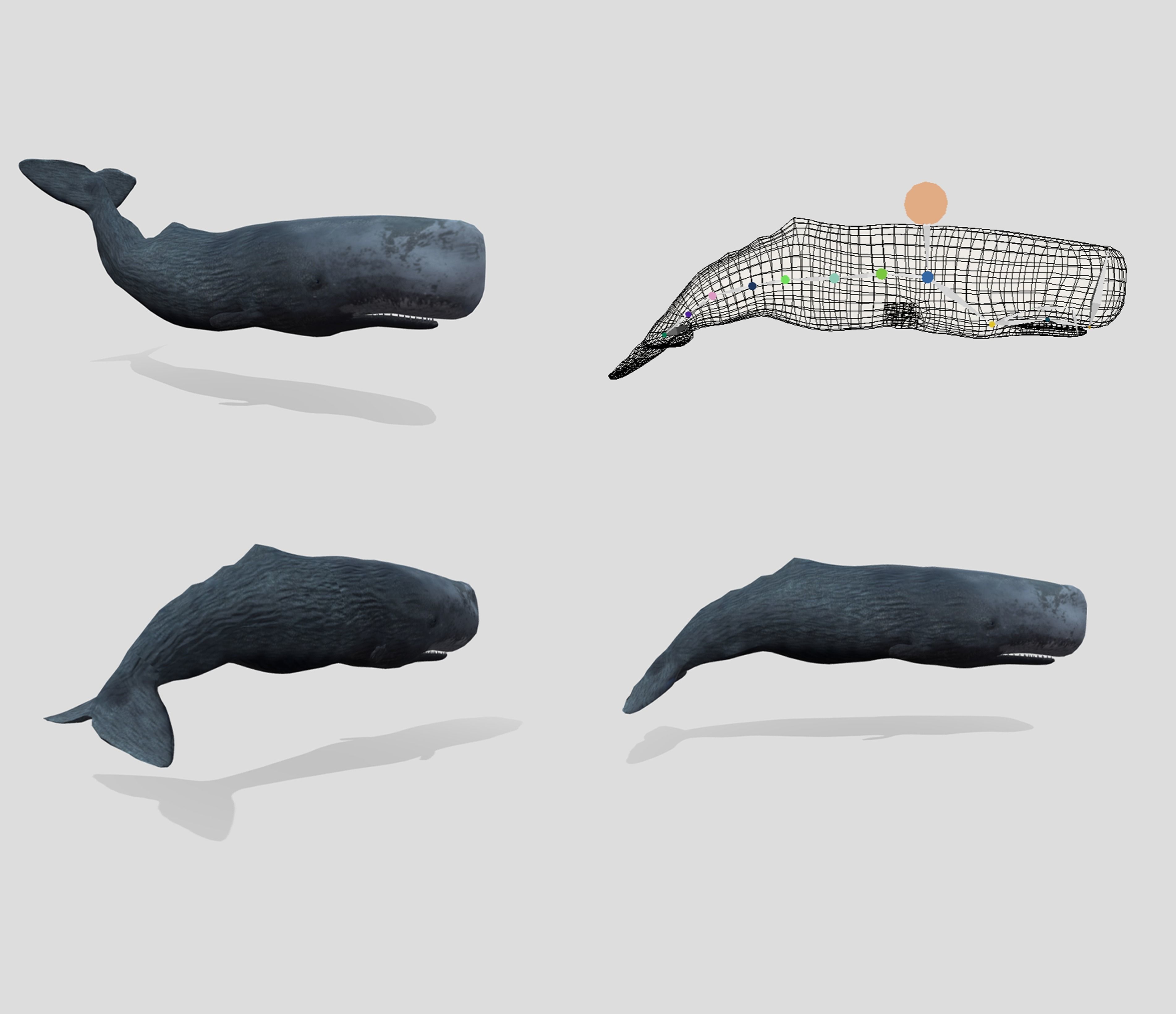 Big Fish Collection Animated - Game Ready Low-poly 3D model_20