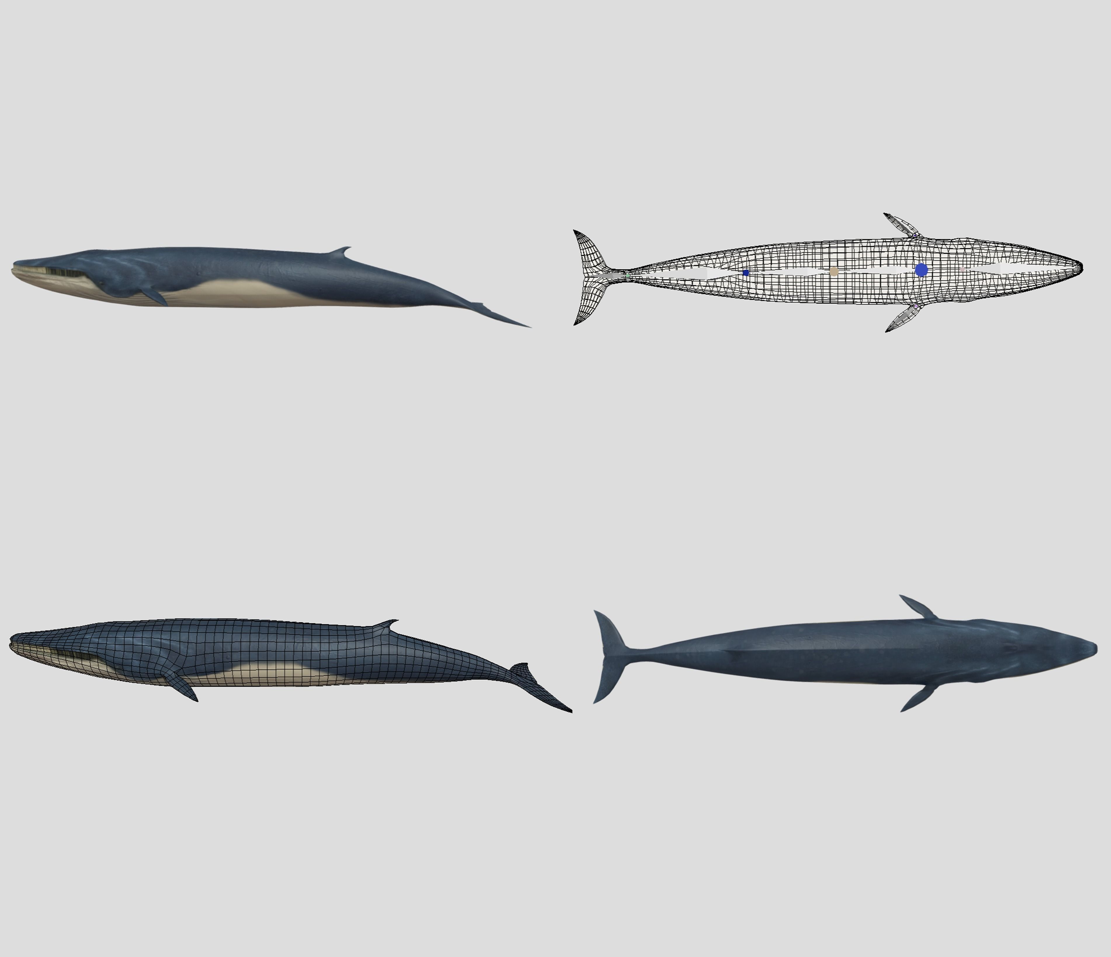 Big Fish Collection Animated - Game Ready Low-poly 3D model_25