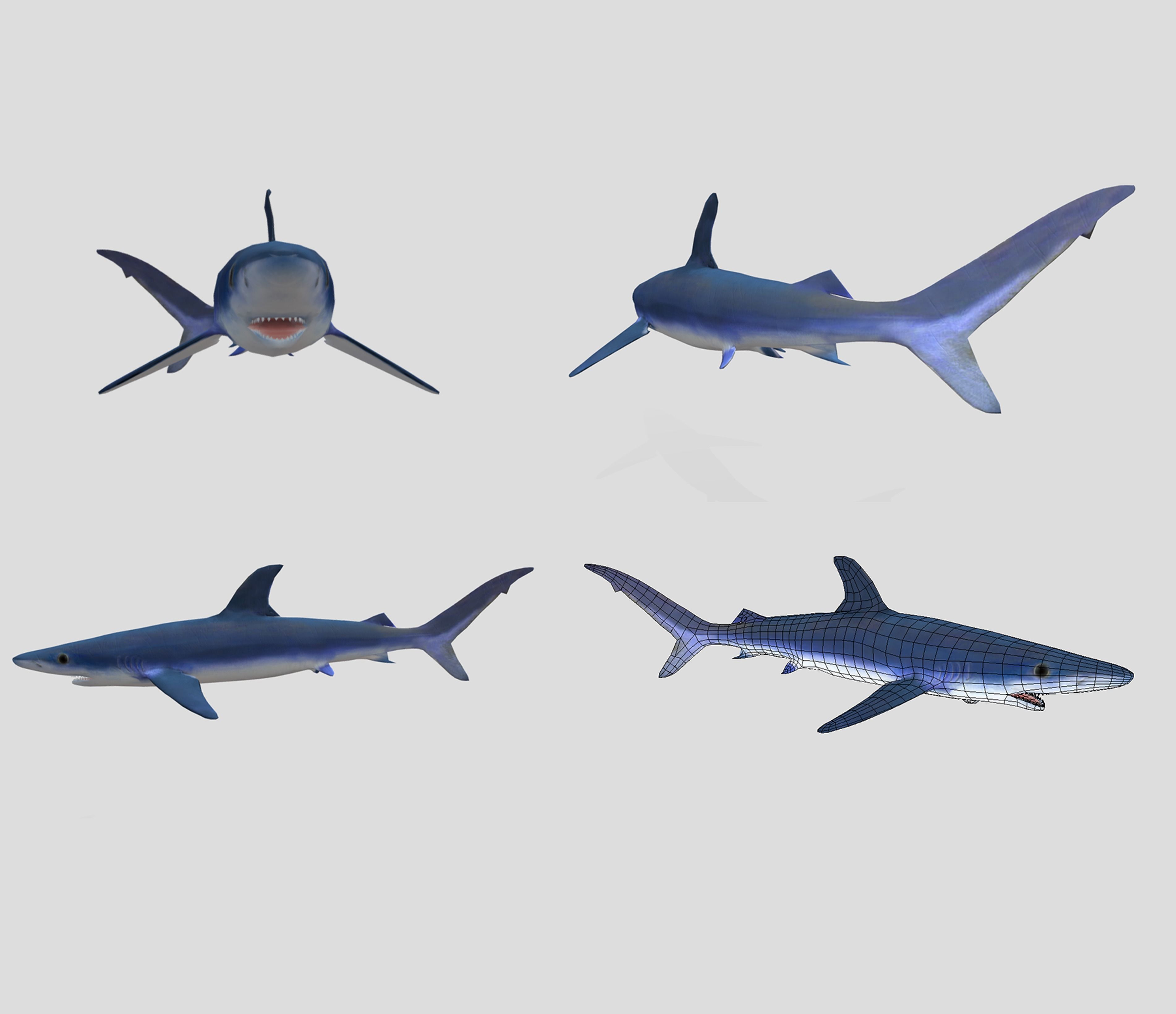 Big Fish Collection Animated - Game Ready Low-poly 3D model_23