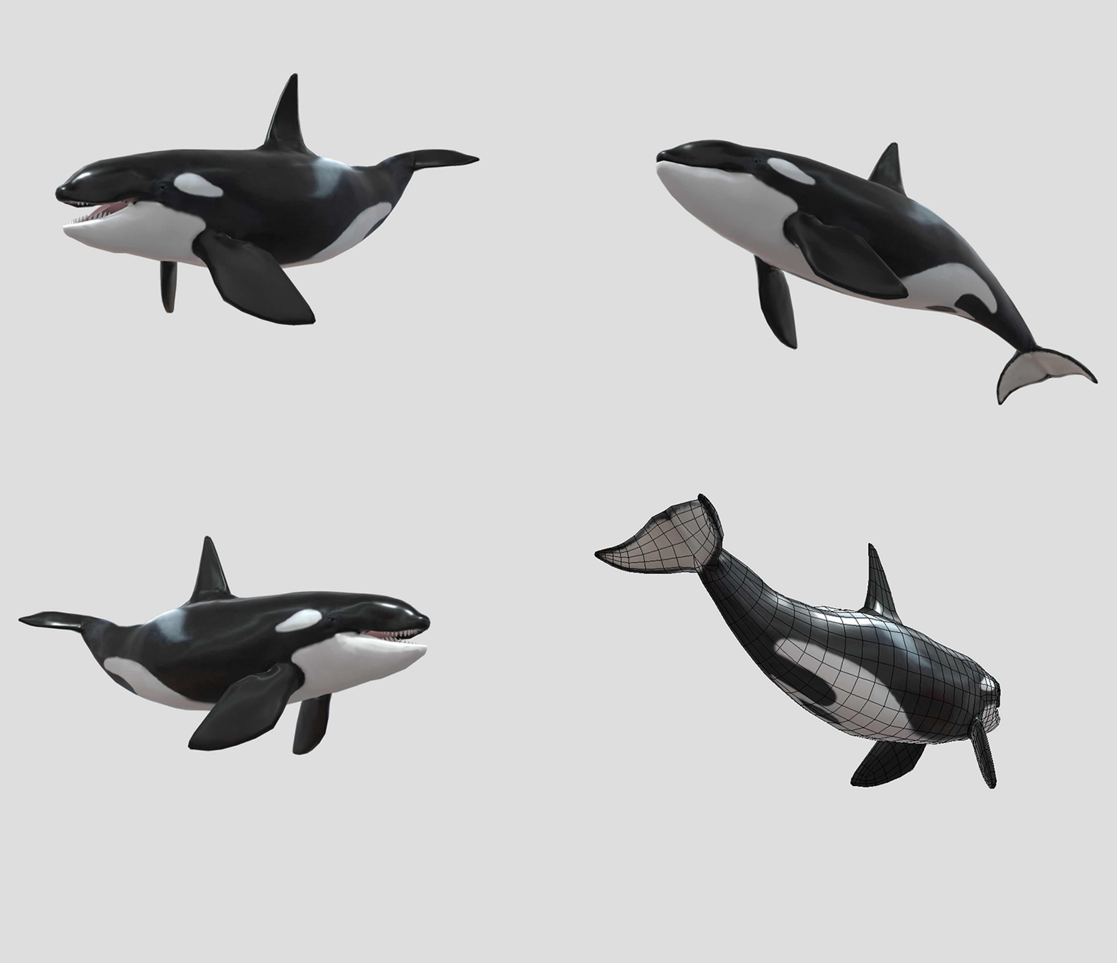 Big Fish Collection Animated - Game Ready Low-poly 3D model_9