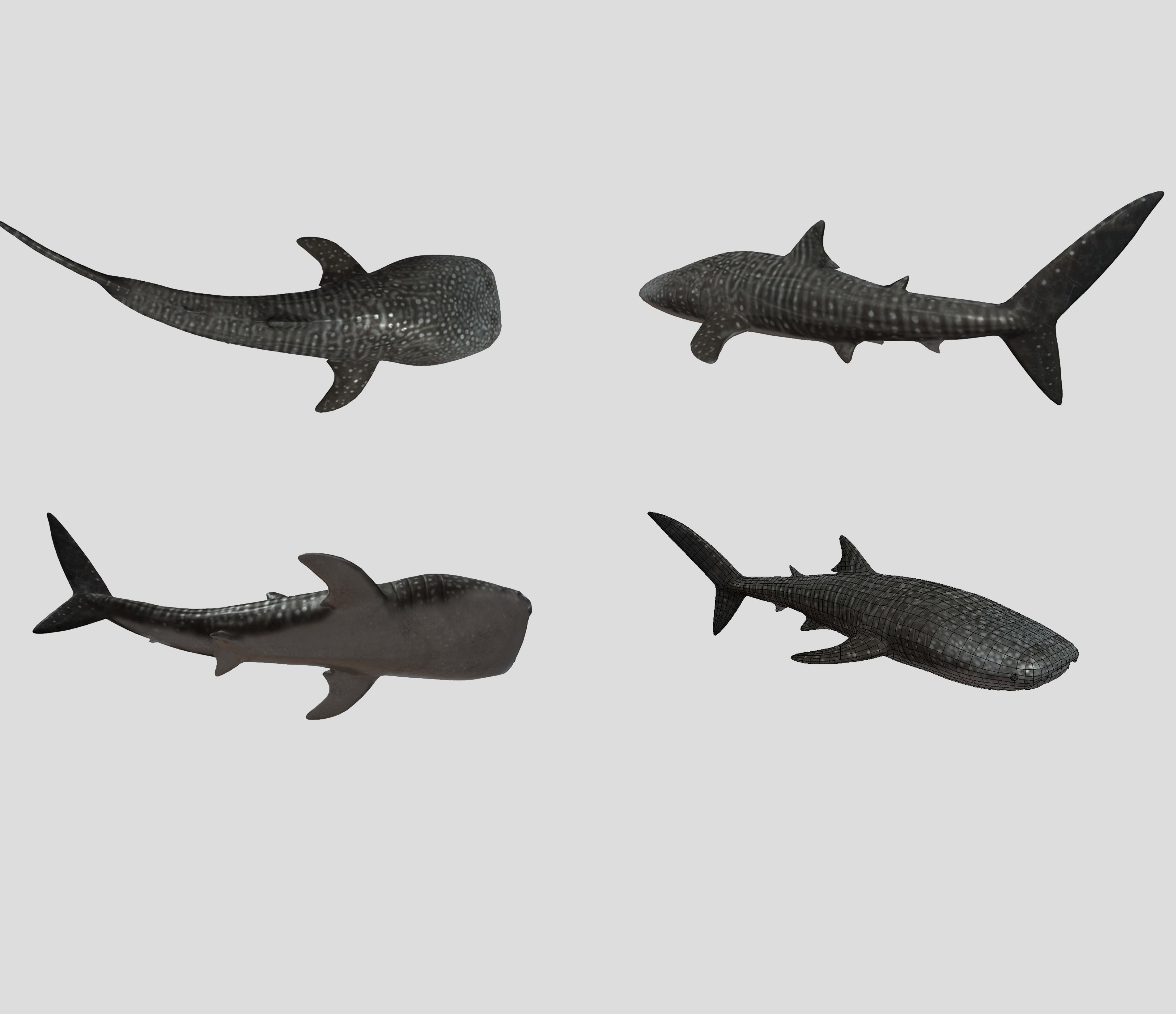 Big Fish Collection Animated - Game Ready Low-poly 3D model_22