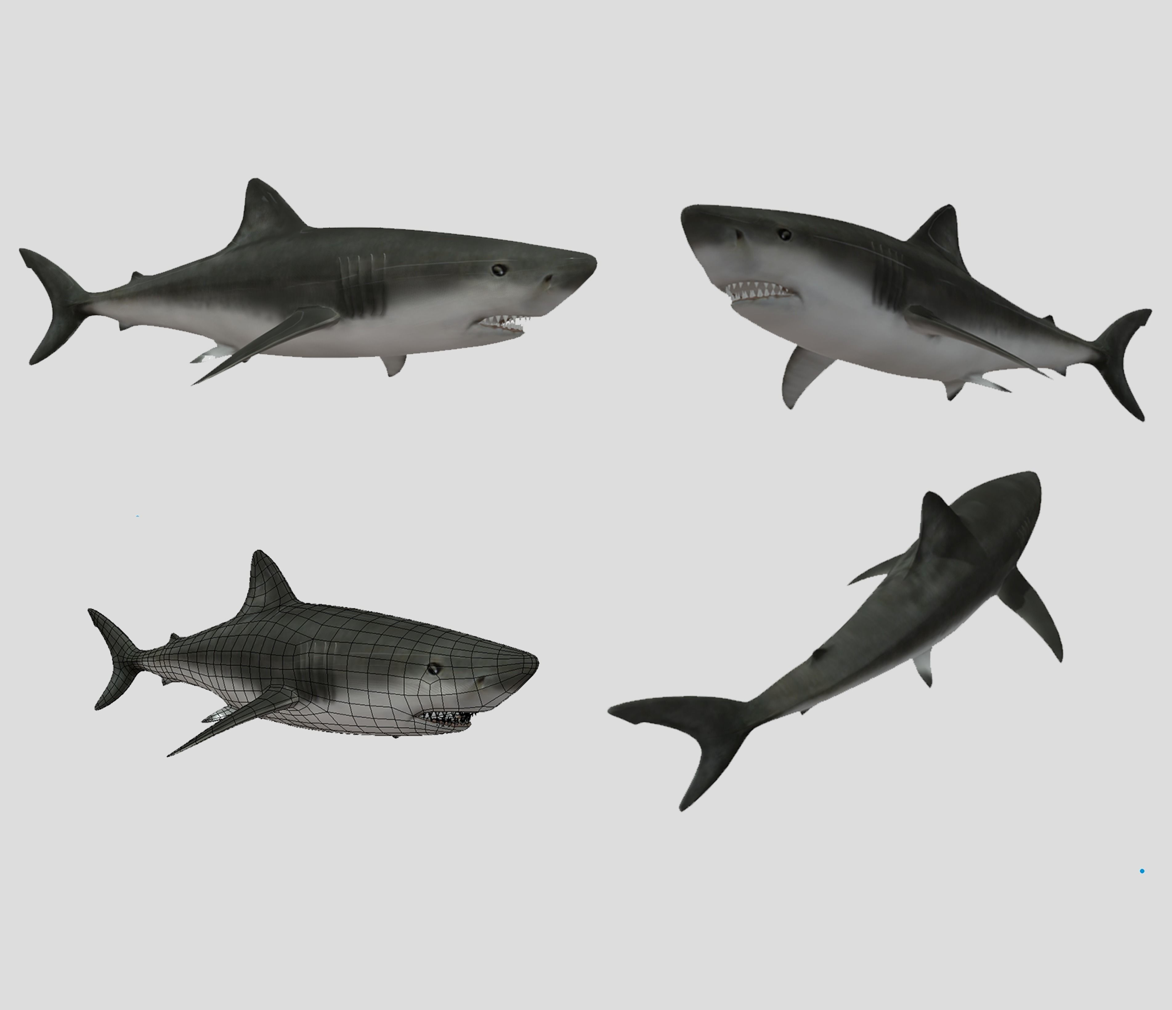Big Fish Collection Animated - Game Ready Low-poly 3D model_24