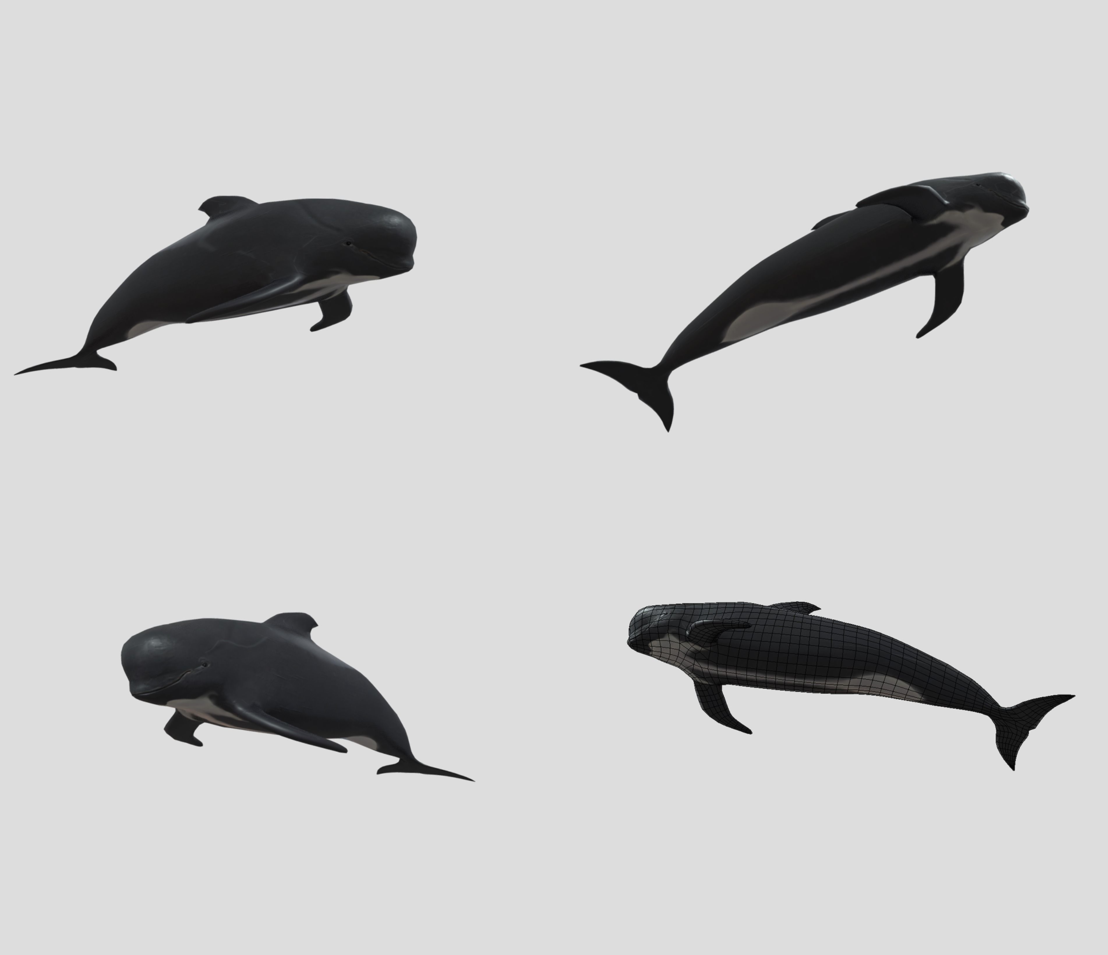 Big Fish Collection Animated - Game Ready Low-poly 3D model_15