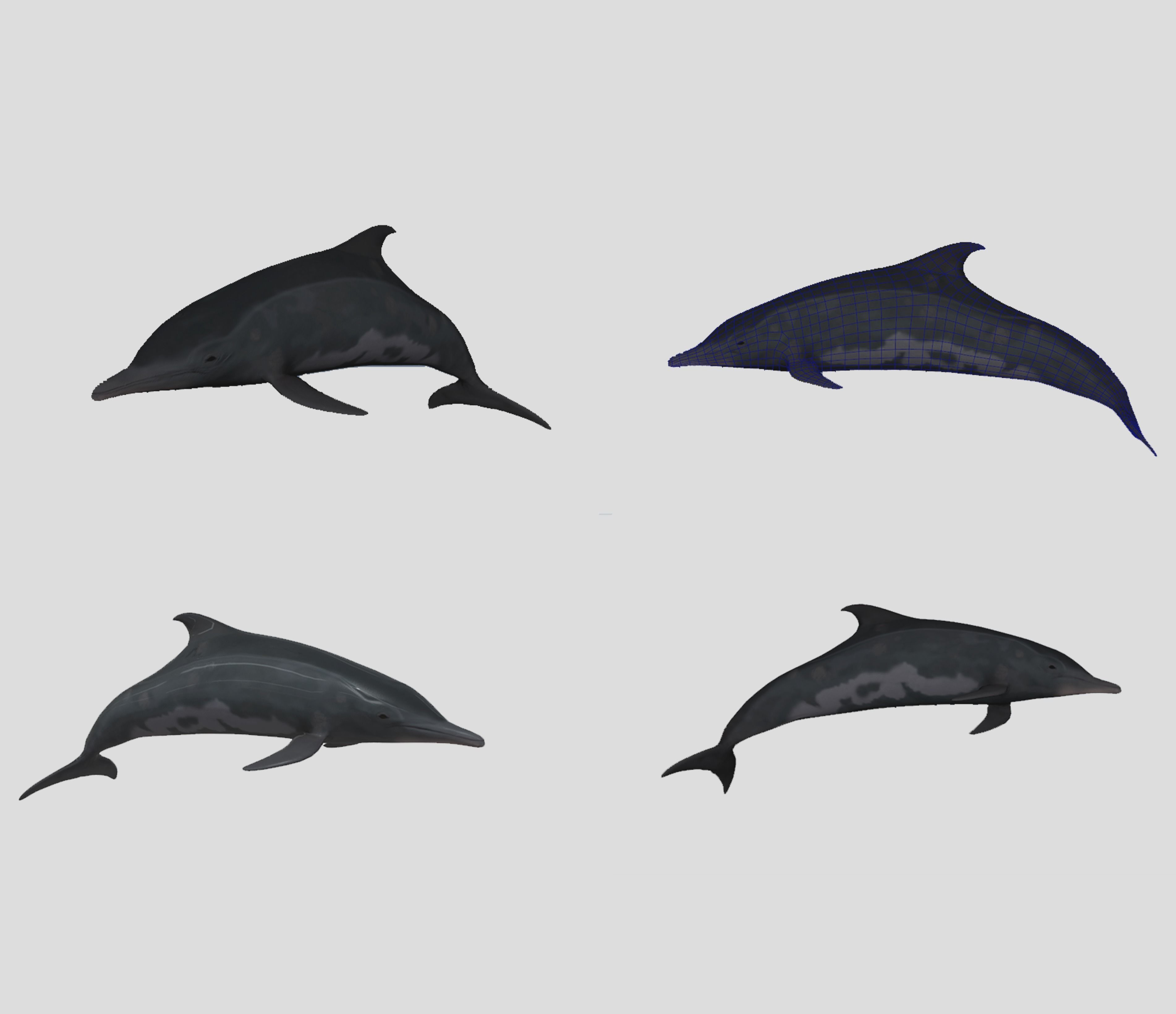 Big Fish Collection Animated - Game Ready Low-poly 3D model_21