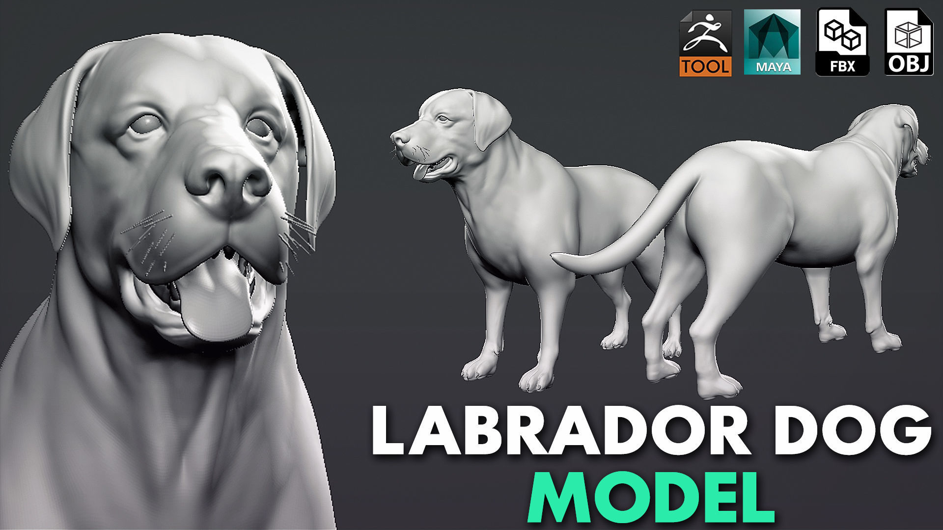 Mega Dog Pack 3D Model Collection_2