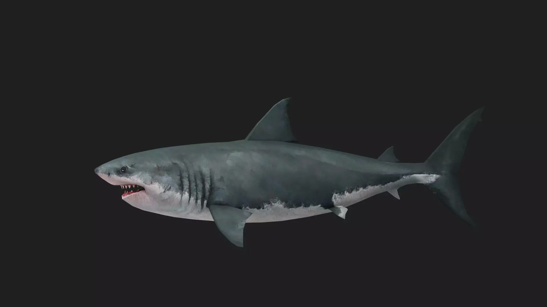 Greatwhiteshark Low-poly 3D model