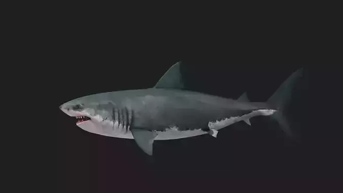 Greatwhiteshark
