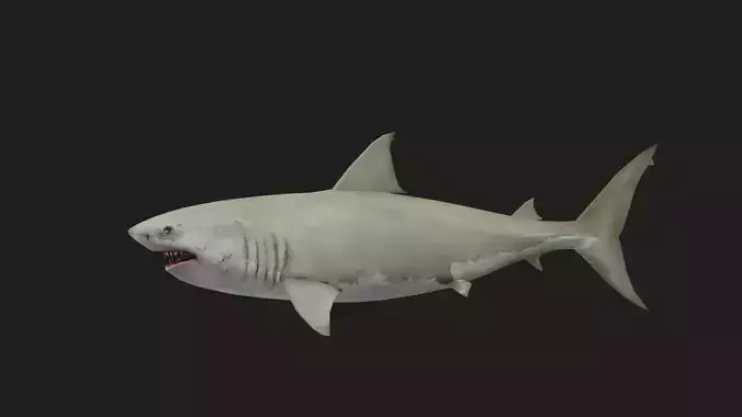 Shark