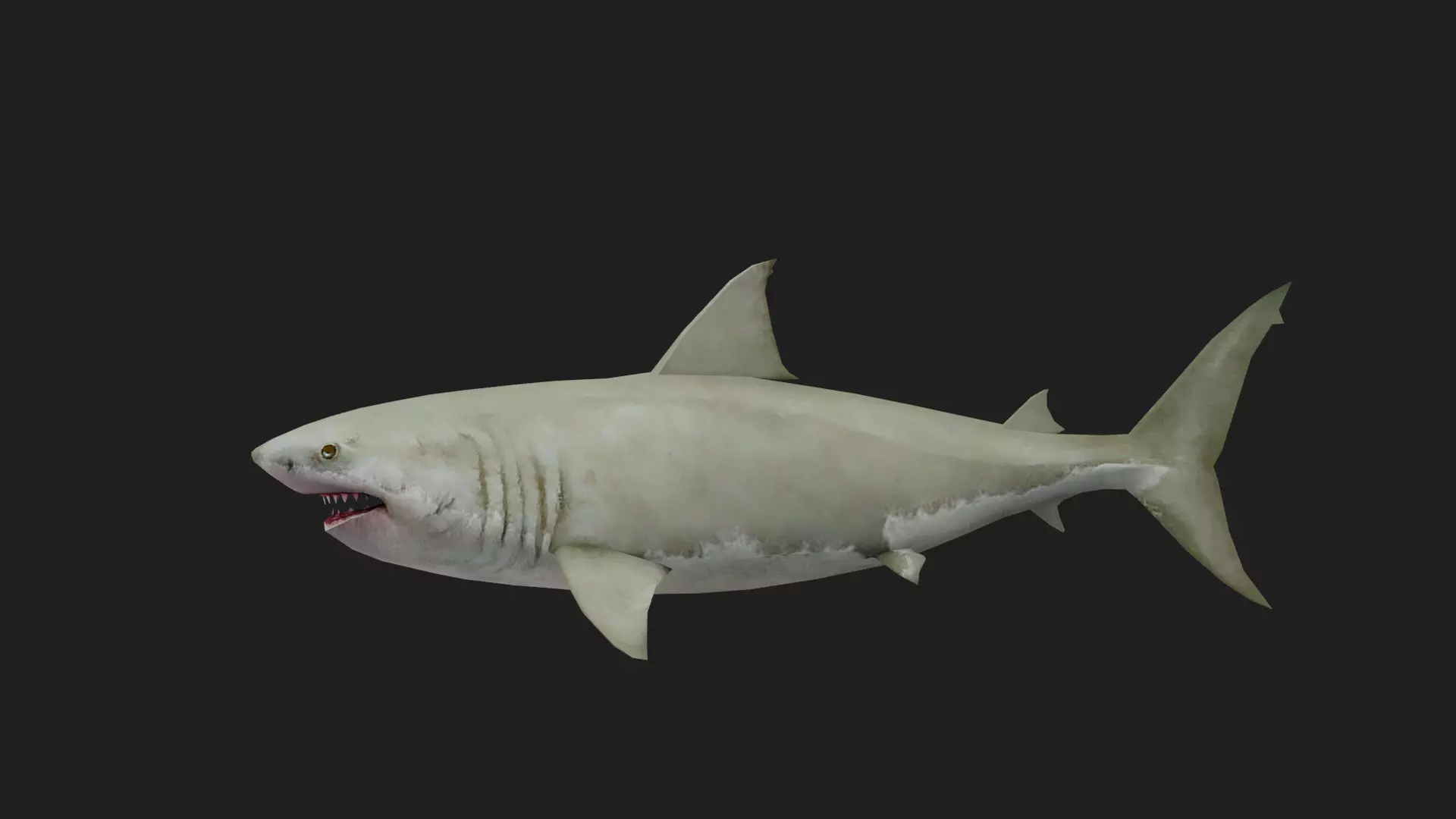 Shark Low-poly 3D model_0