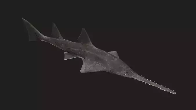 Knifetoothsawfish
