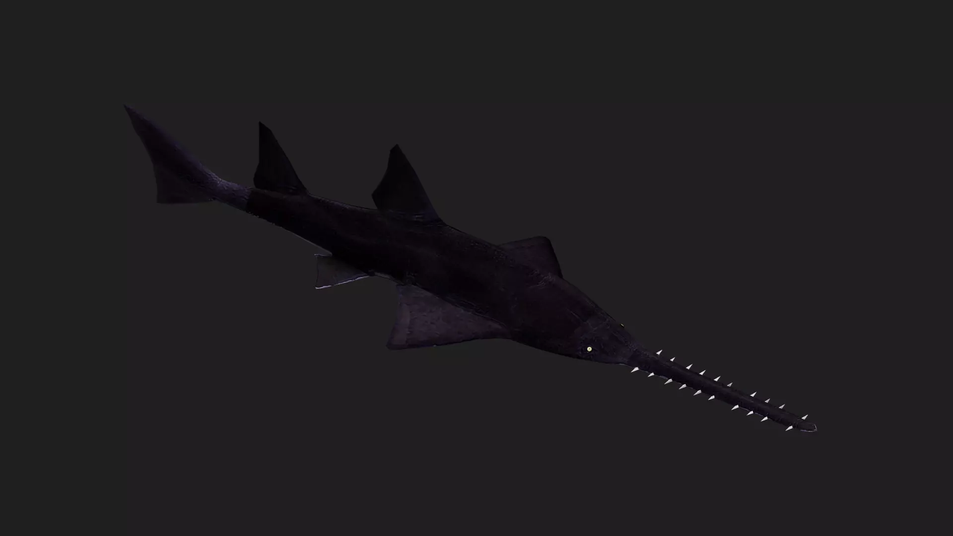 Knifetoothsawfish Low-poly 3D model_0