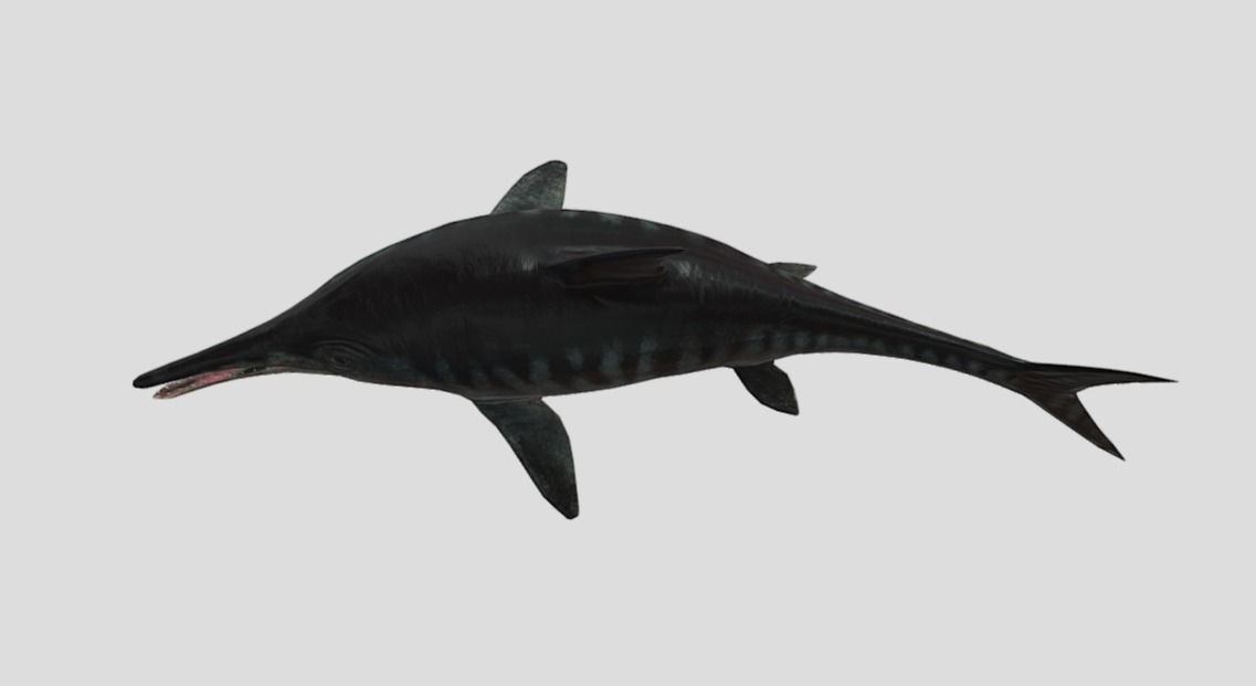Ophthalmosaurus Realistic Animated Low-poly 3D model_13