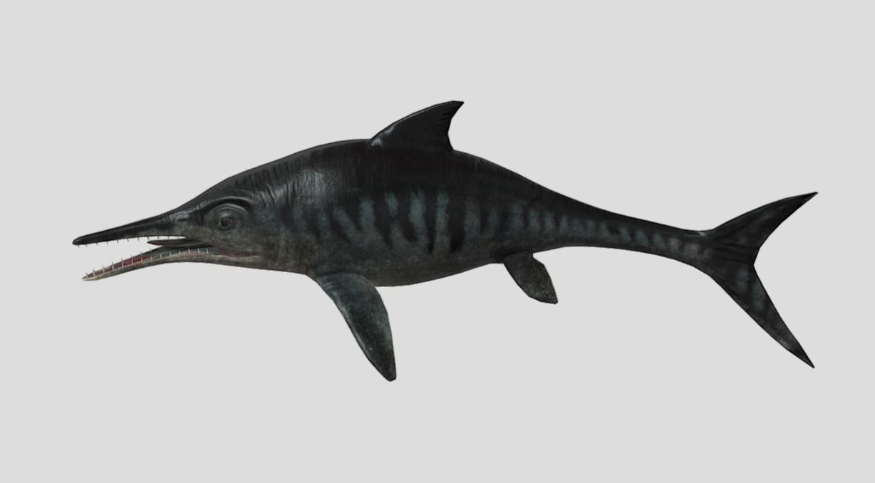 Ophthalmosaurus Realistic Animated Low-poly 3D model_12