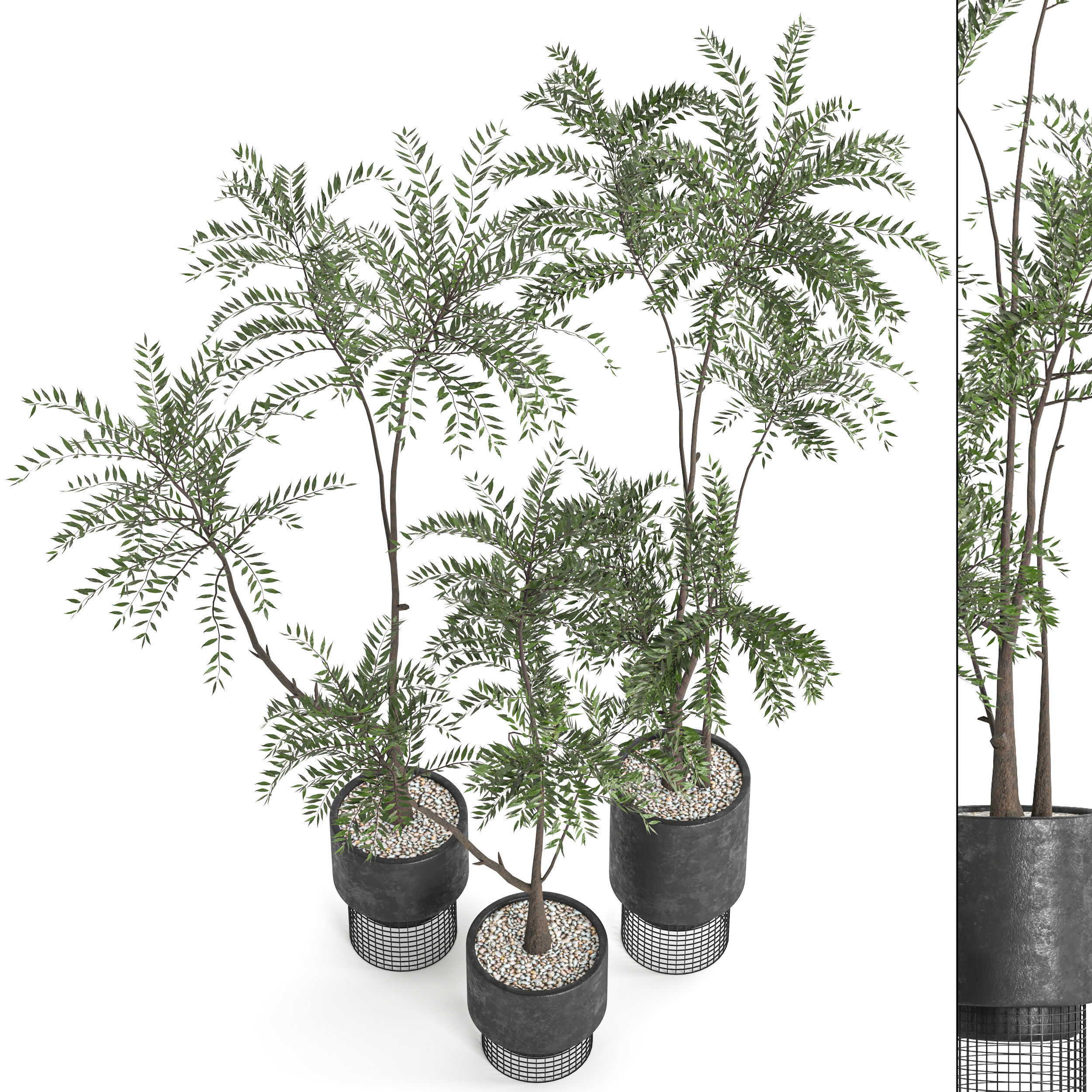  Collaction Indoor plant vol 48 3D model_3