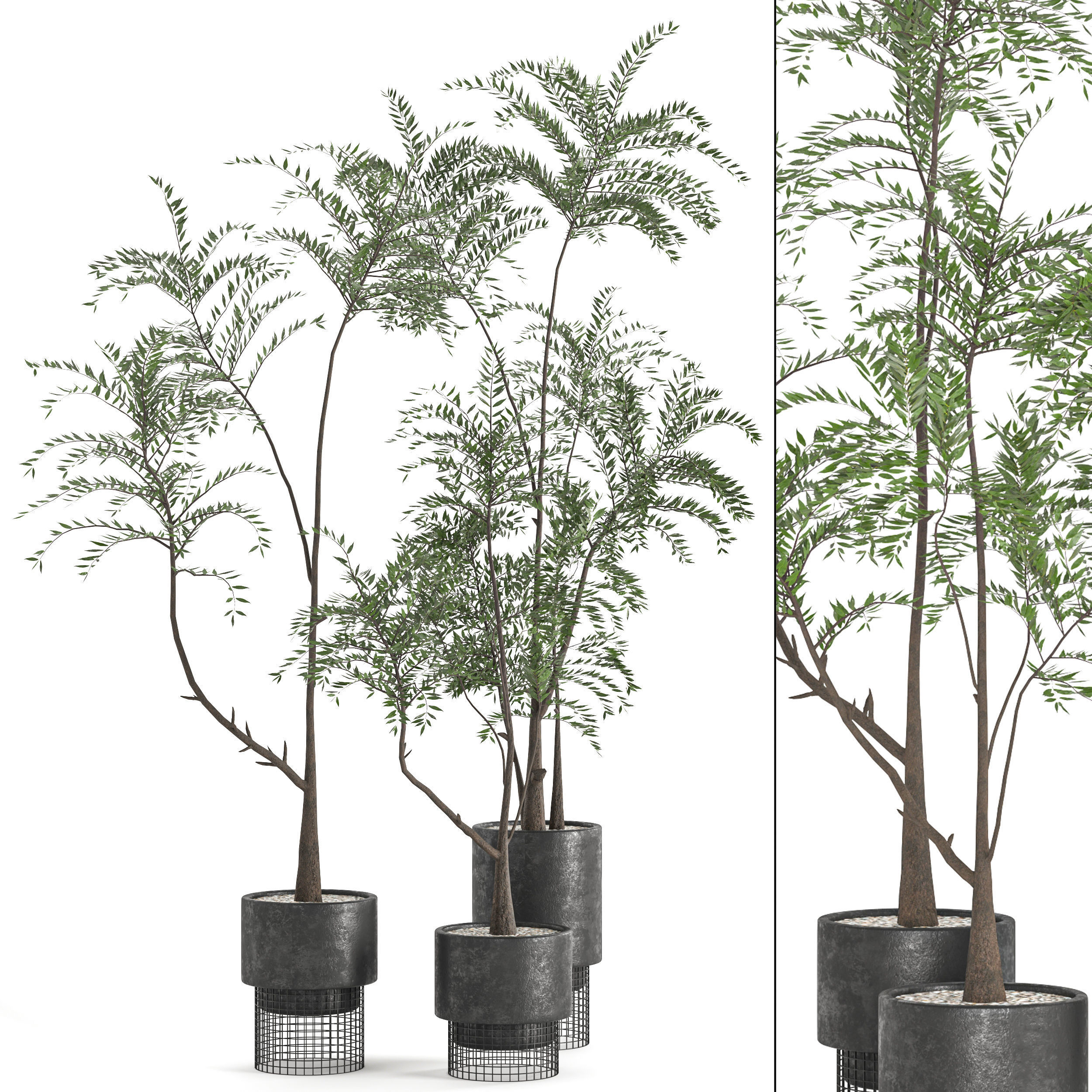  Collaction Indoor plant vol 48 3D model_1