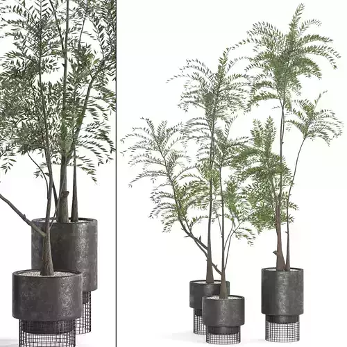  Collaction Indoor plant vol 48 3D model
