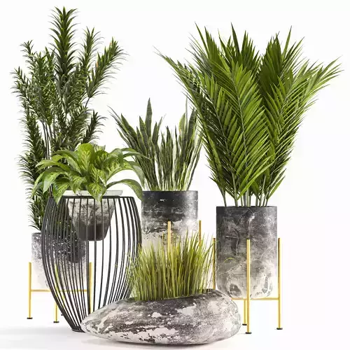  Collaction Indoor plant vol 49