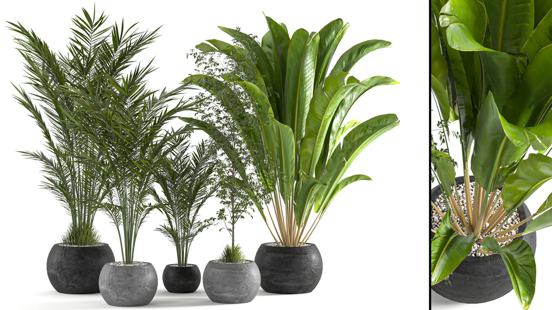 Collaction Indoor plant vol 53 3D model_7