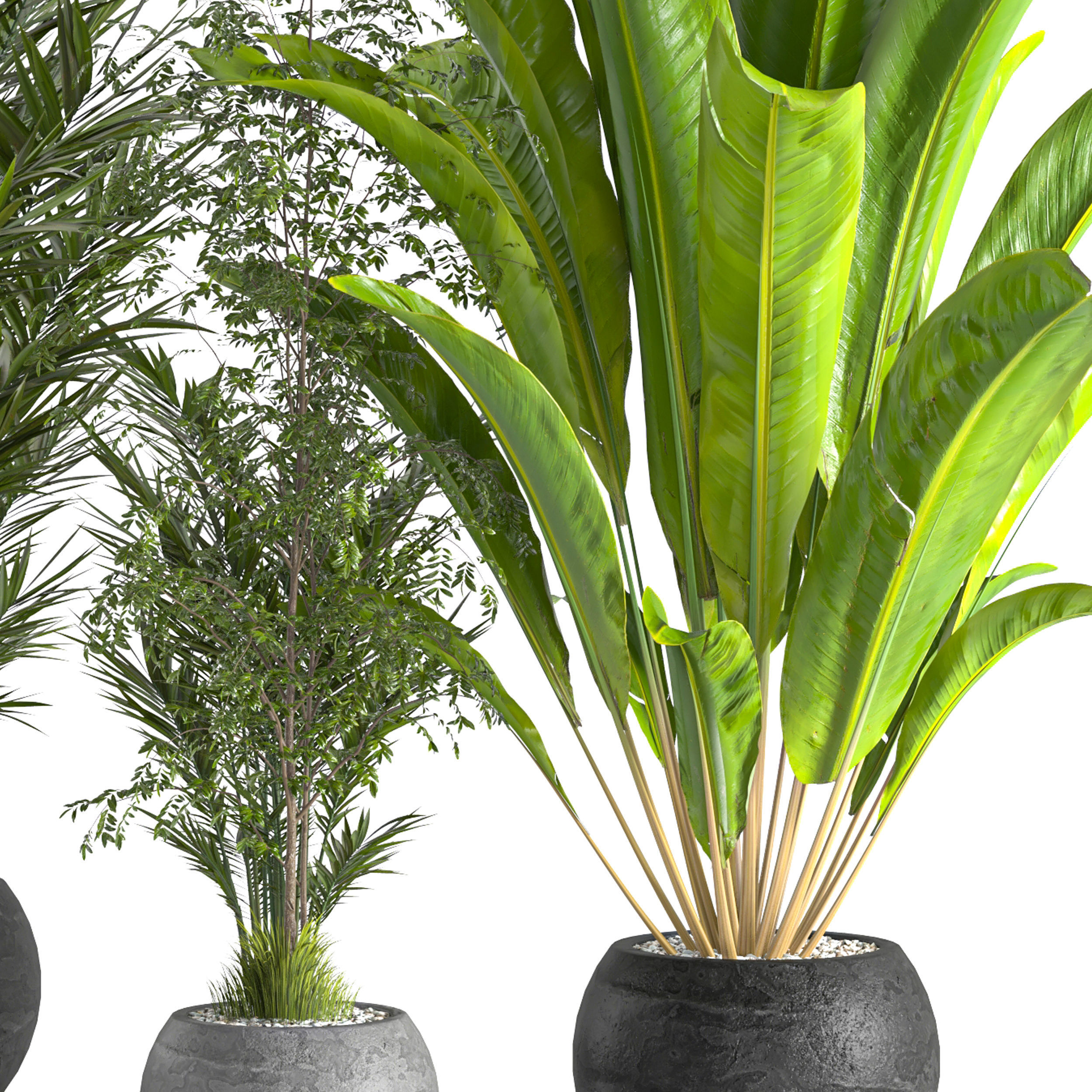 Collaction Indoor plant vol 53 3D model_5