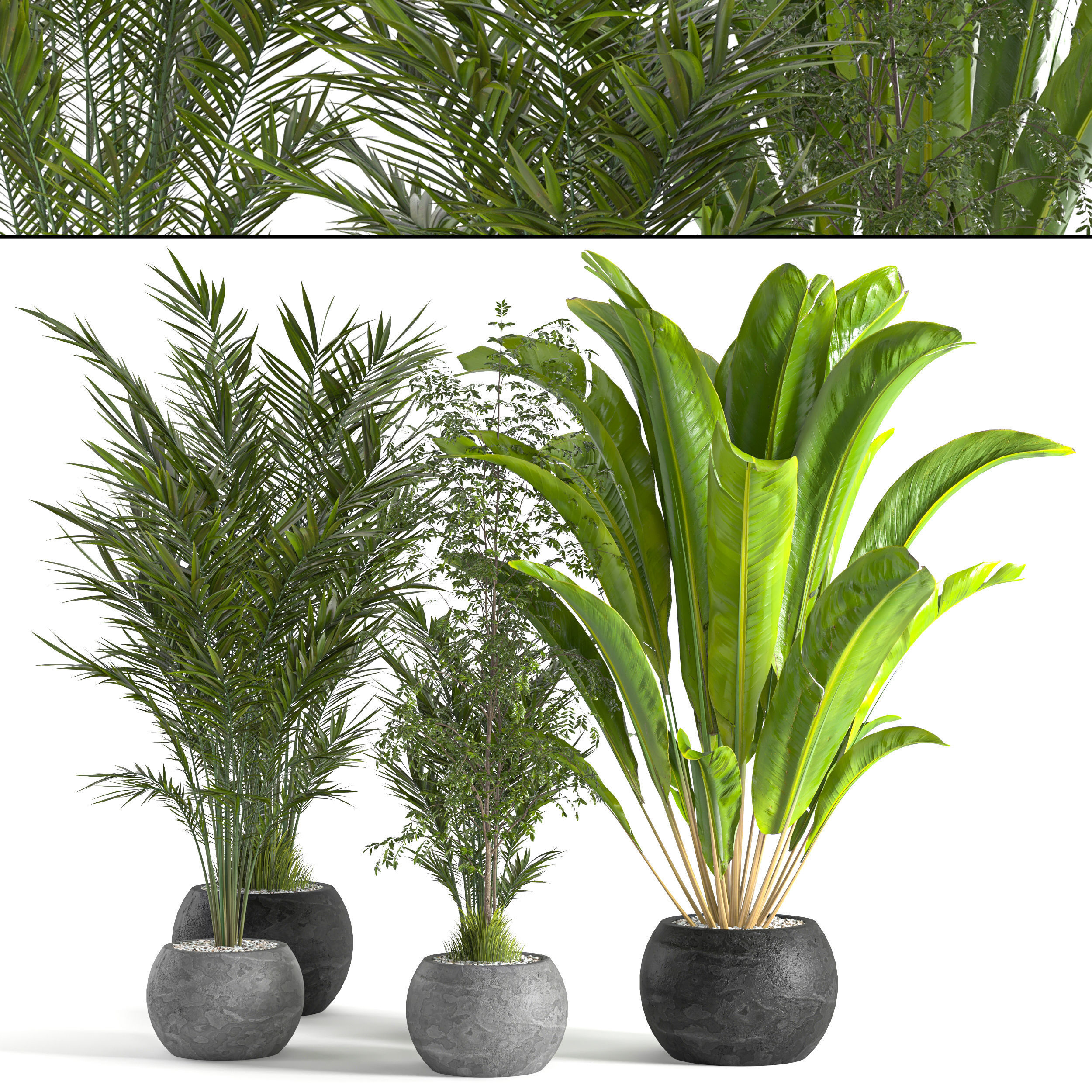 Collaction Indoor plant vol 53 3D model_1